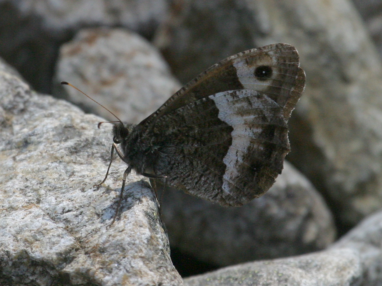 hipparchia_alcyone1bd