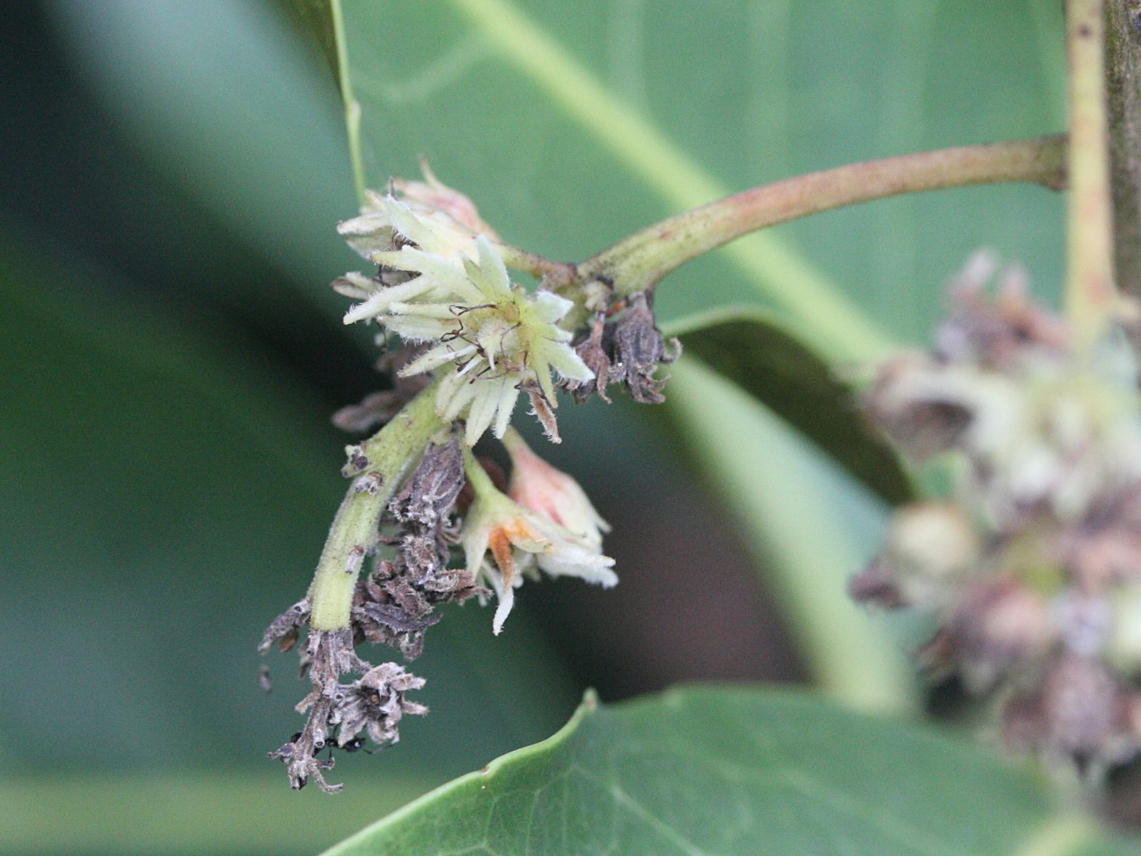 homalium_paniculatum2md