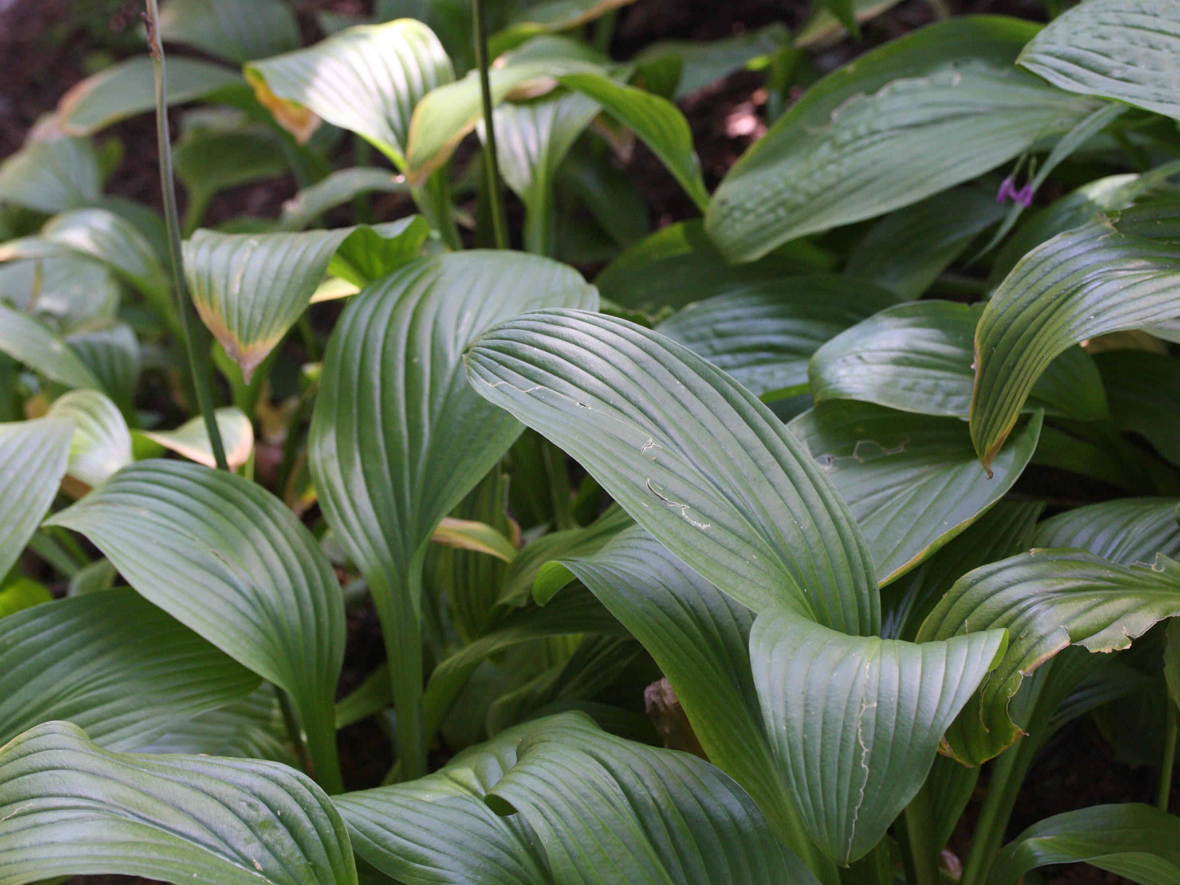 hosta_rectiifolia2md