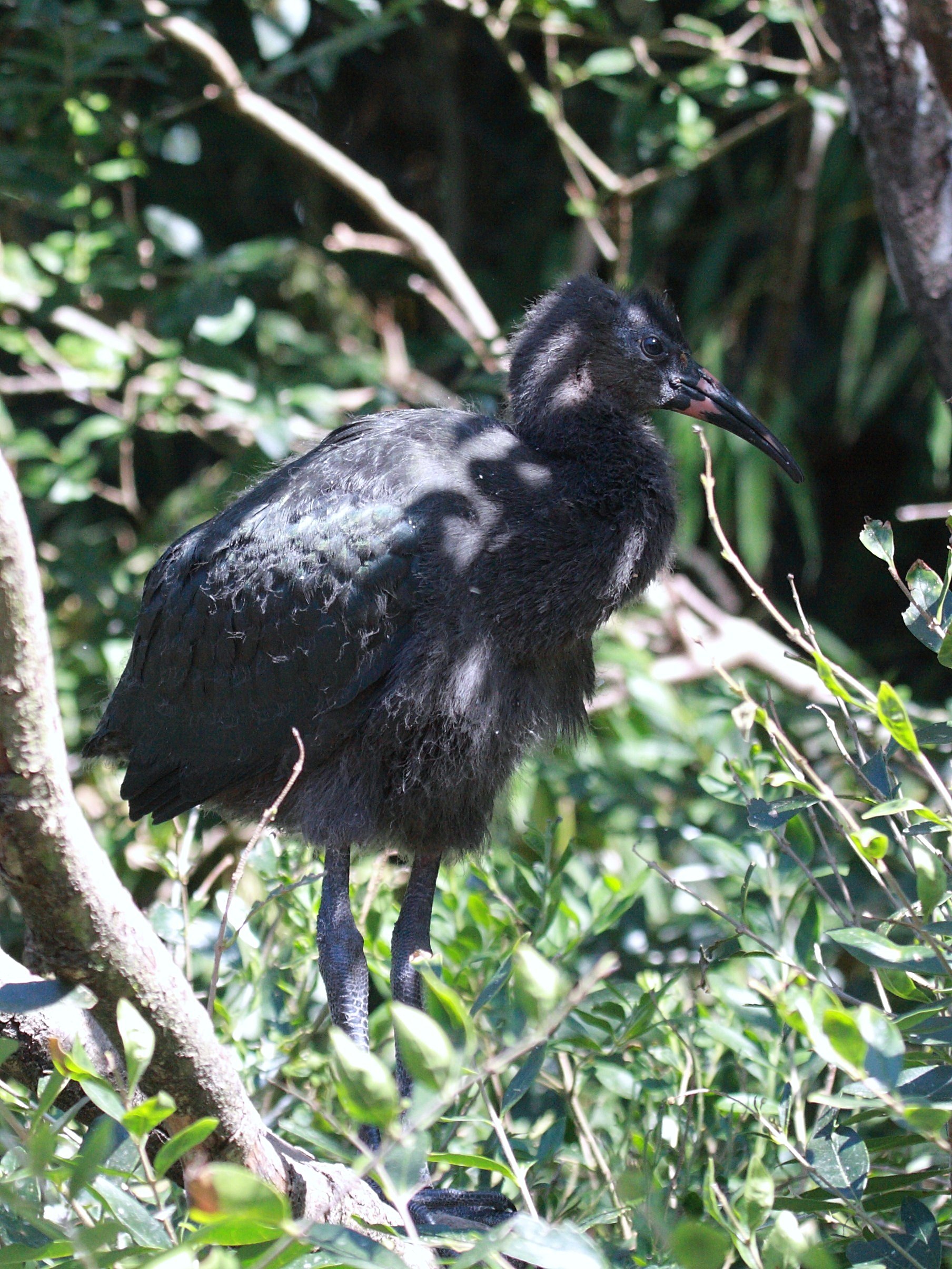 ibis_de_ridgway_-_plecadis_ridgwayi2bd