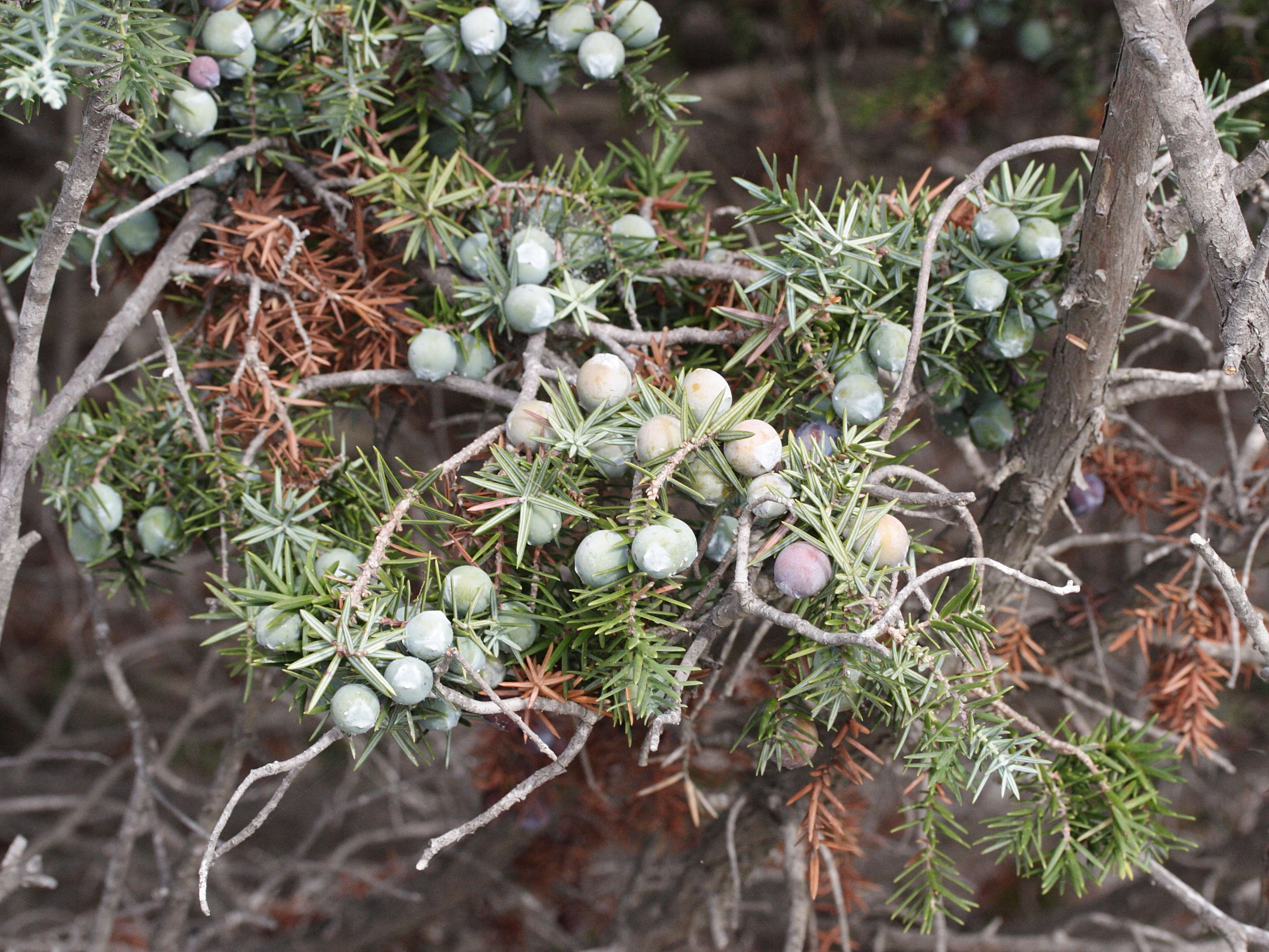 Afficher le média juniperus_oxycedrus_macrocarpa2md juniperus_oxycedrus_macrocarpa2md