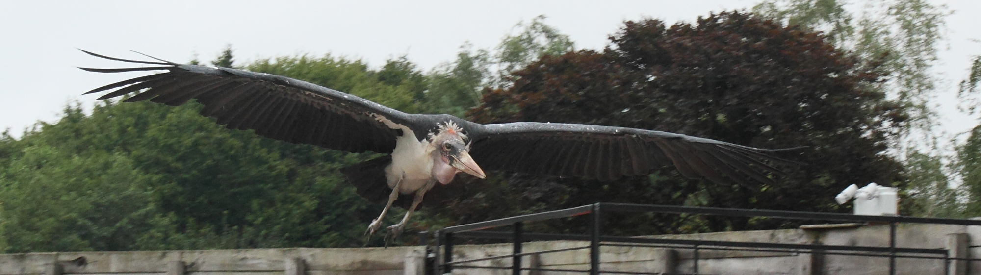 Leptoptilos_crumenifer