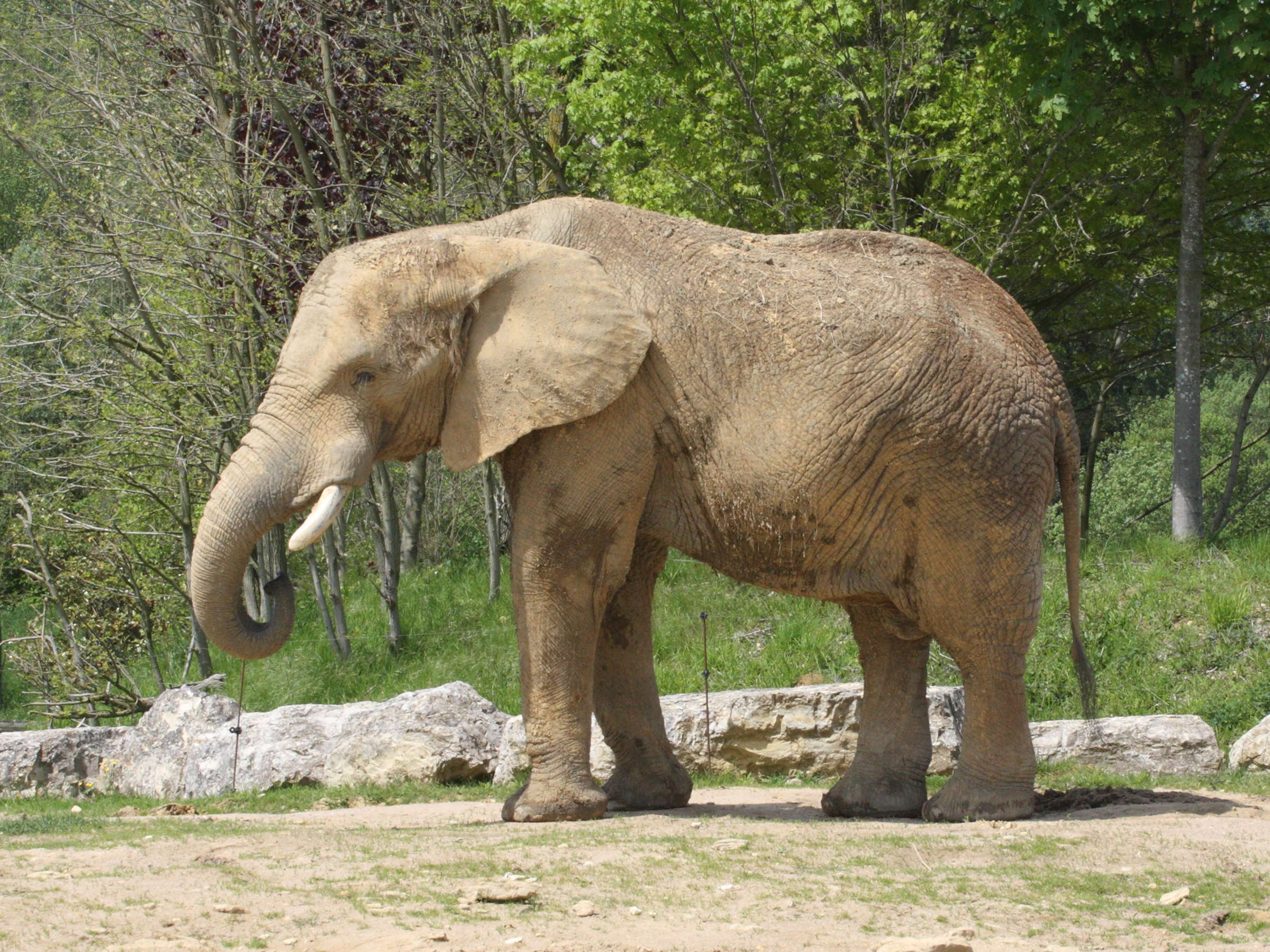 loxodonta_africana1md