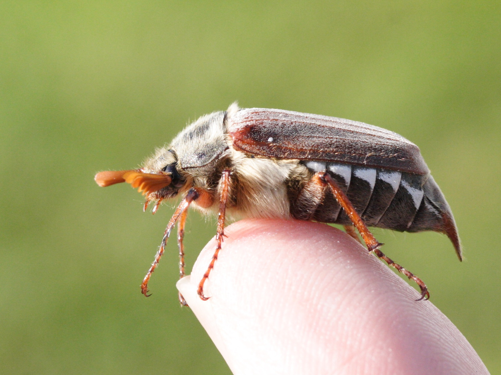 melolontha_melolontha1amd