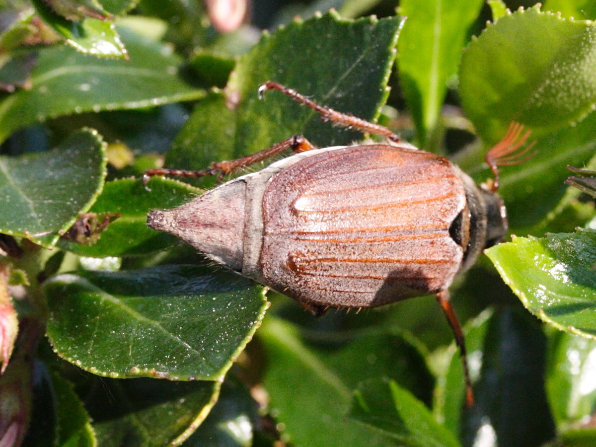 melolontha_melolontha6md