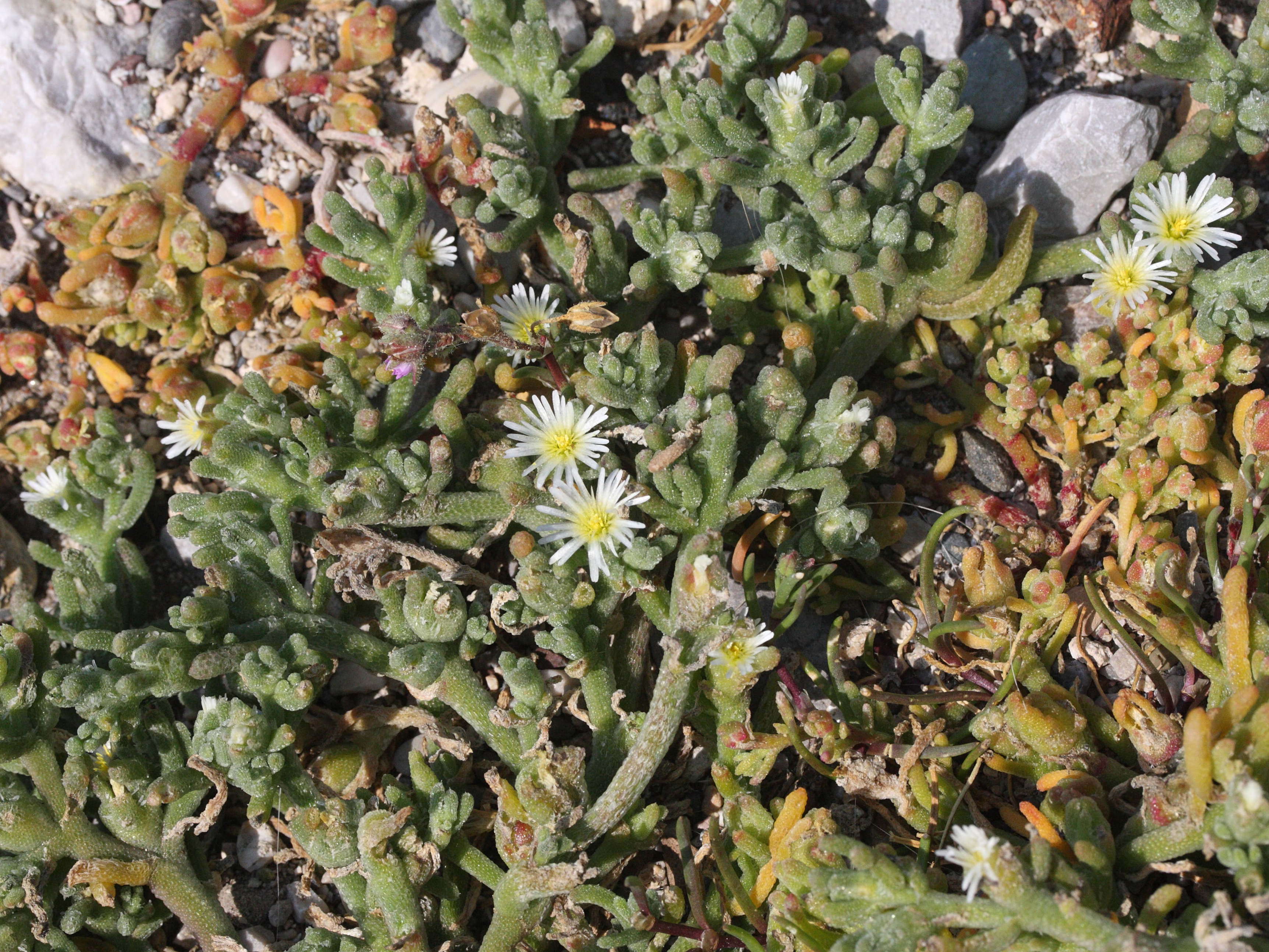 mesembryanthemum_nodiflorum2md