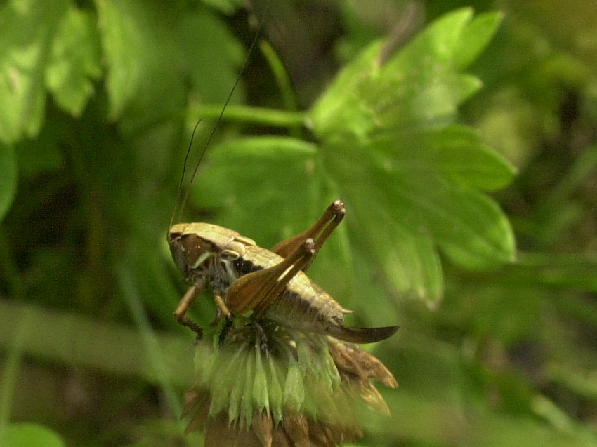 metrioptera_saussuriana3md