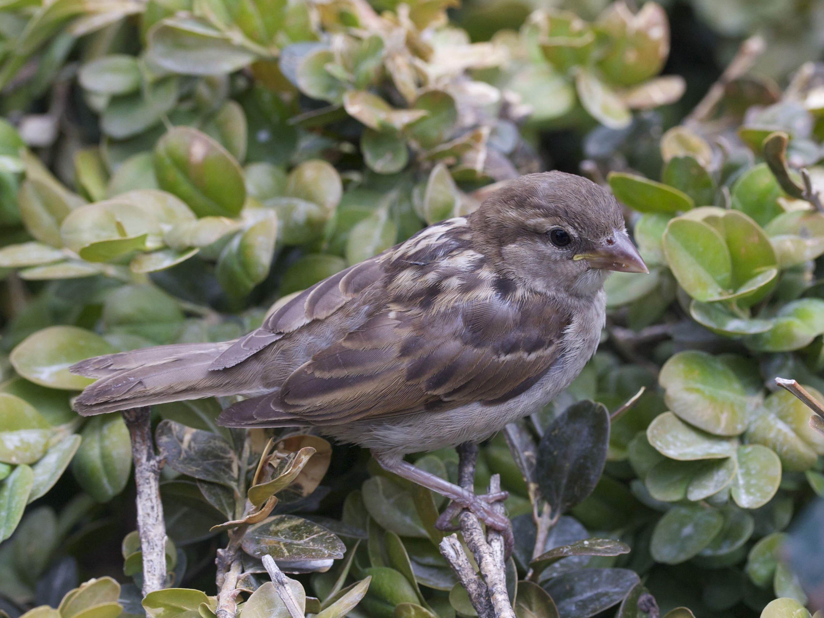 moineau_domestique_-_passer_domesticus1md