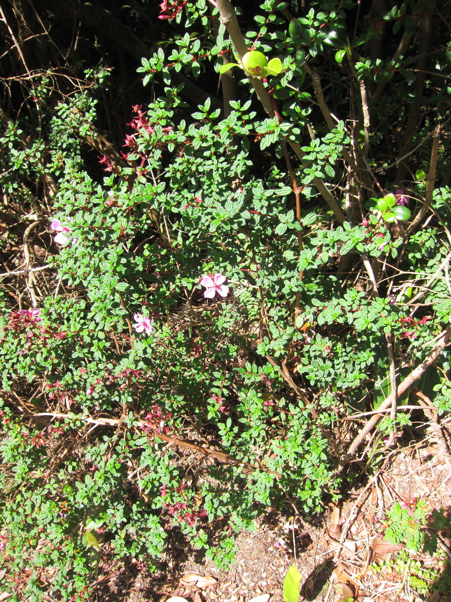 monochaetum_vulcanicum1bd