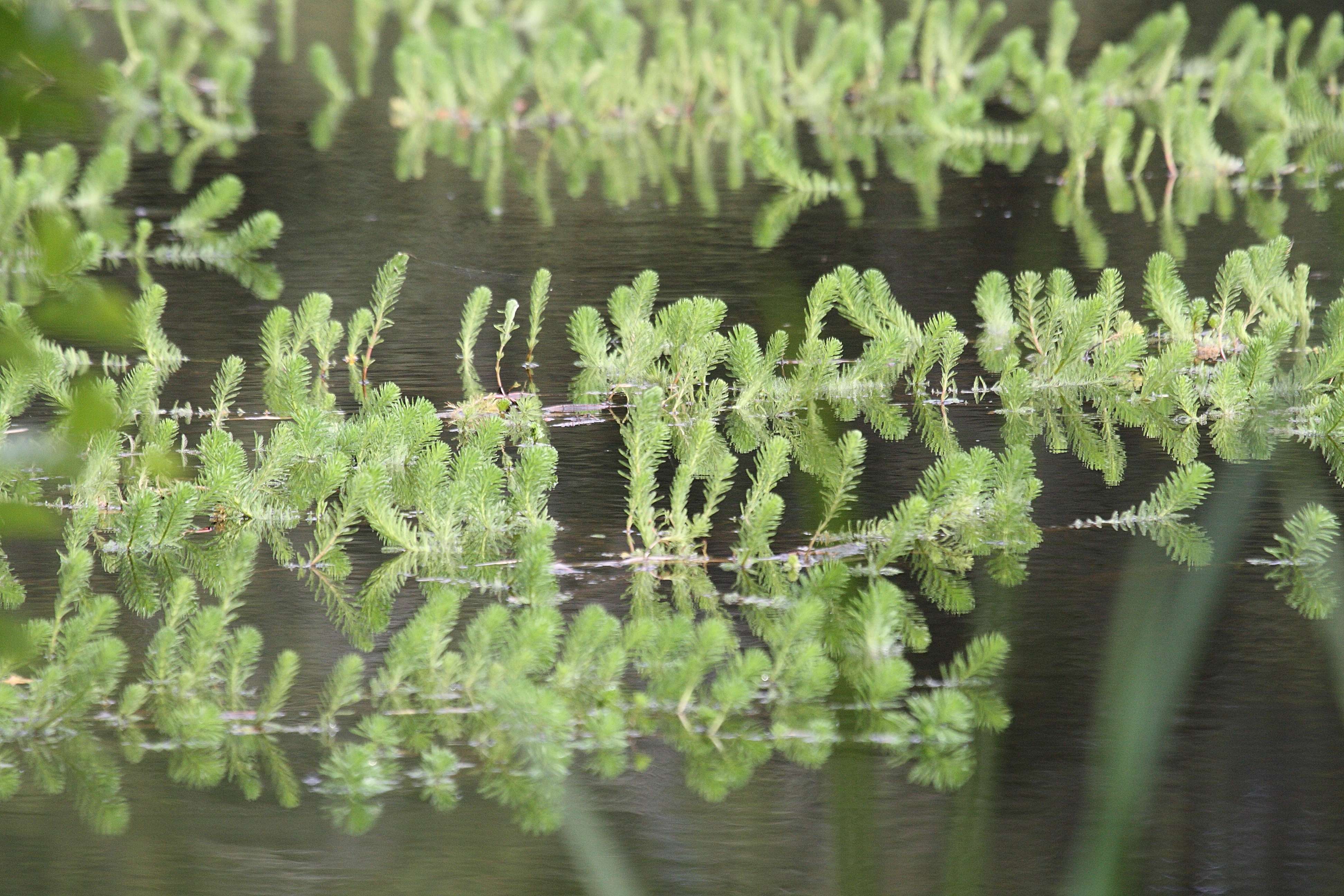 myriophyllum_aquaticum2bd