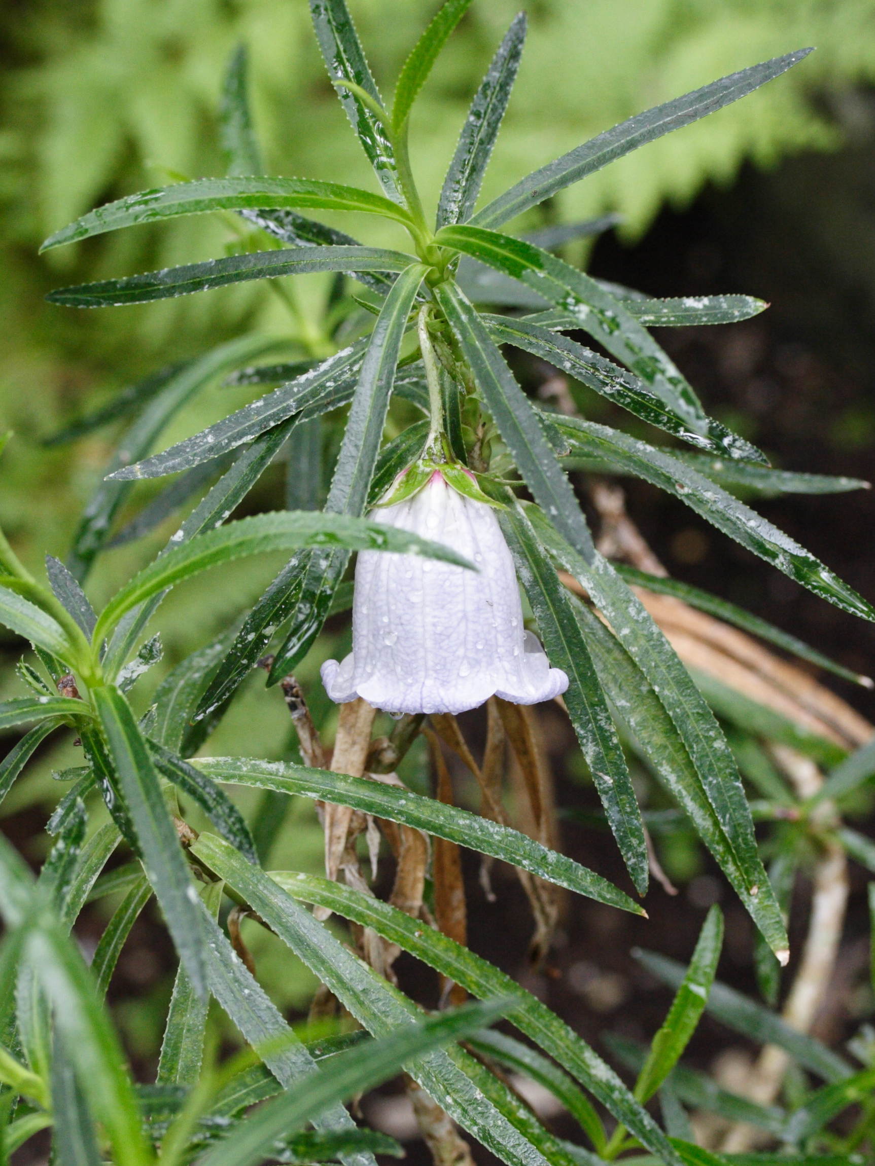 Afficher le média nesocodon_mauritianus2md nesocodon_mauritianus2md