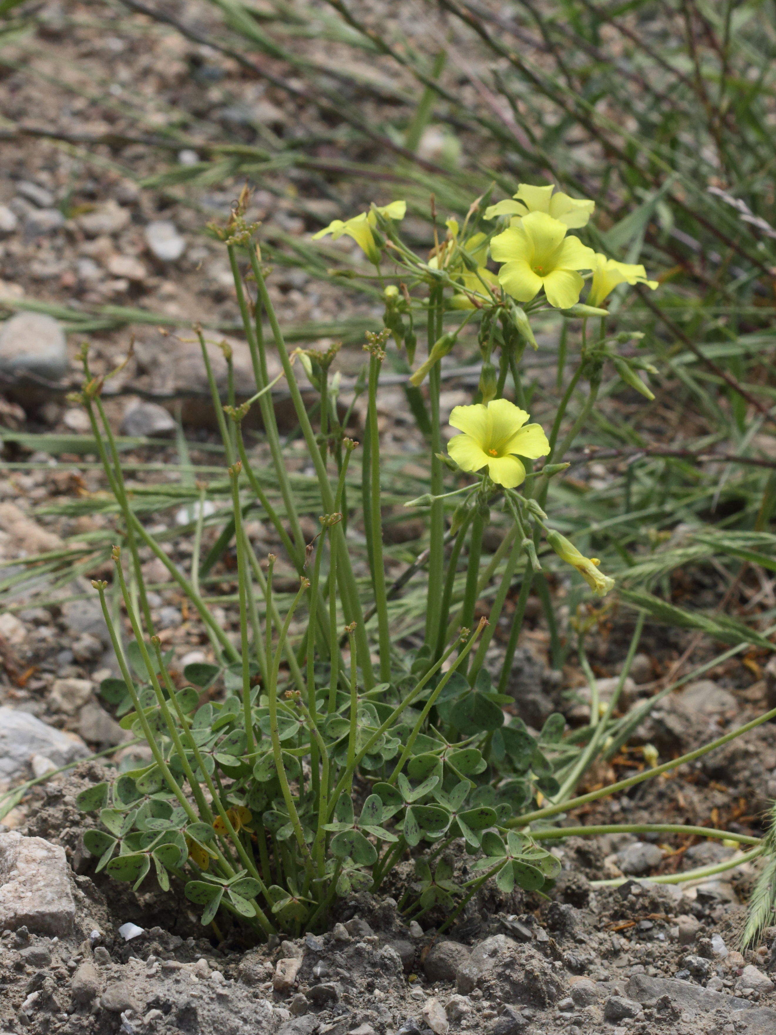 oxalis_pes-caprae1bd