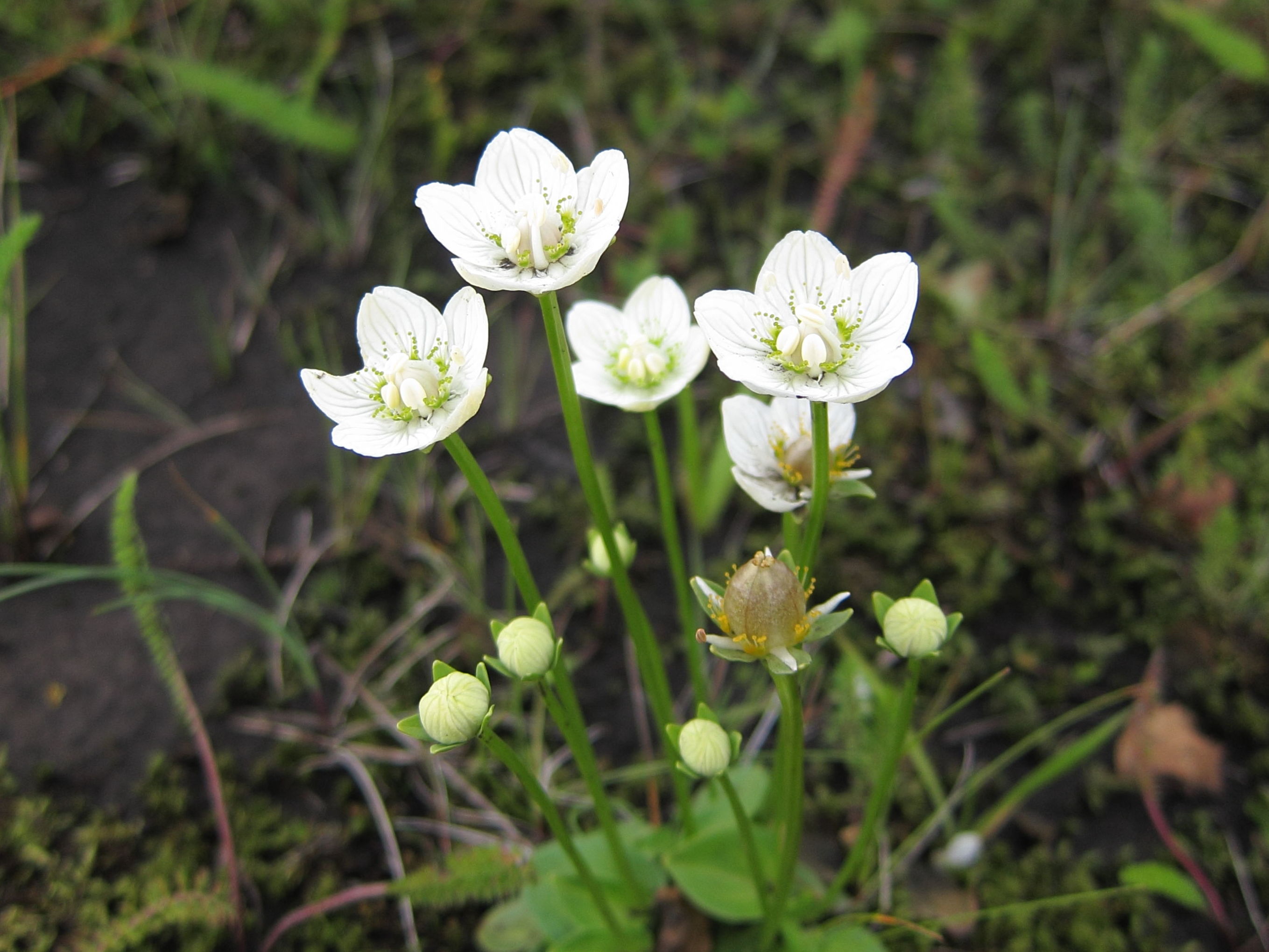 Afficher le média parnassia_palustris2sd parnassia_palustris2sd