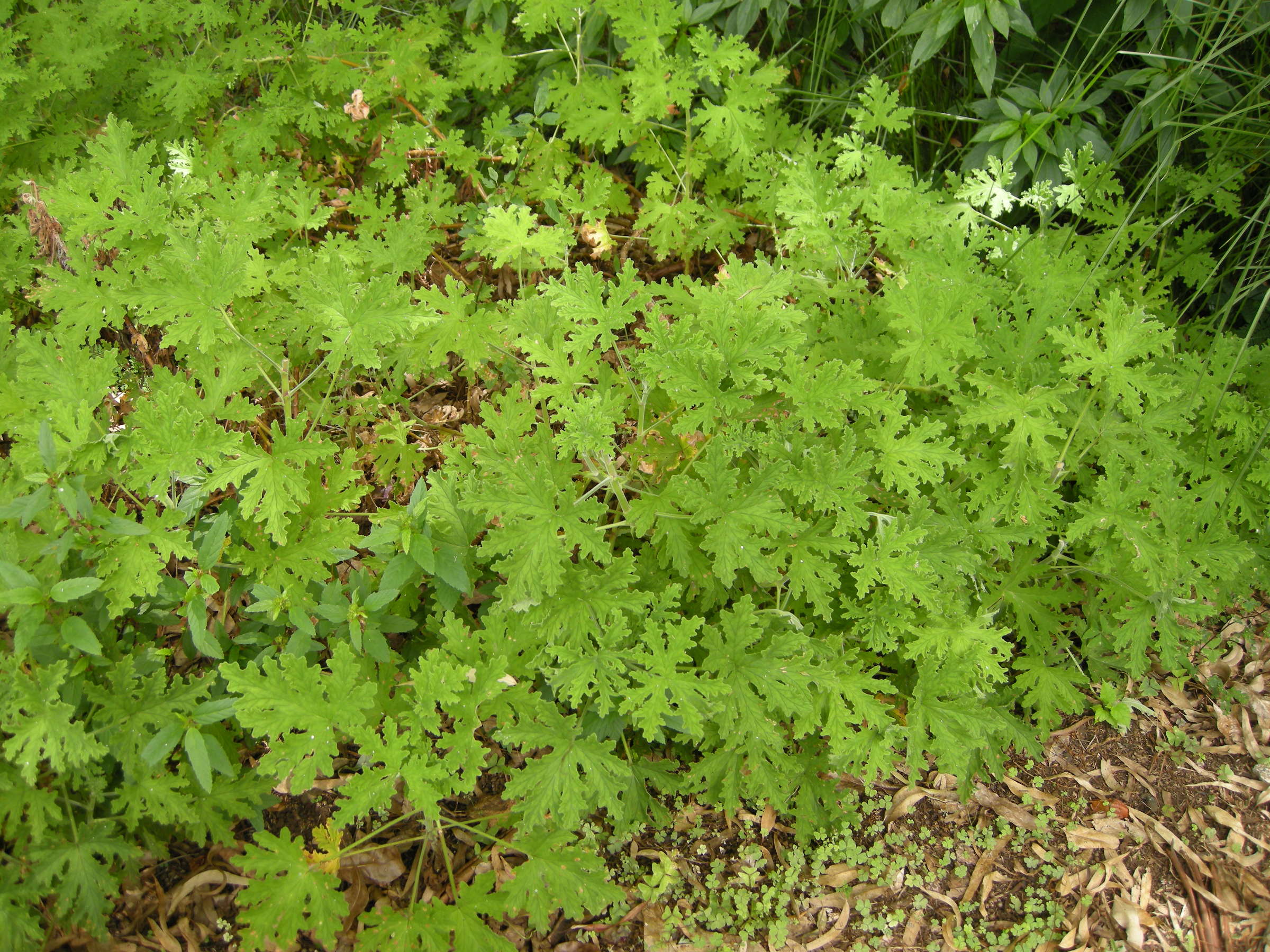 Afficher le média pelargonium_x_asperum3md pelargonium_x_asperum3md