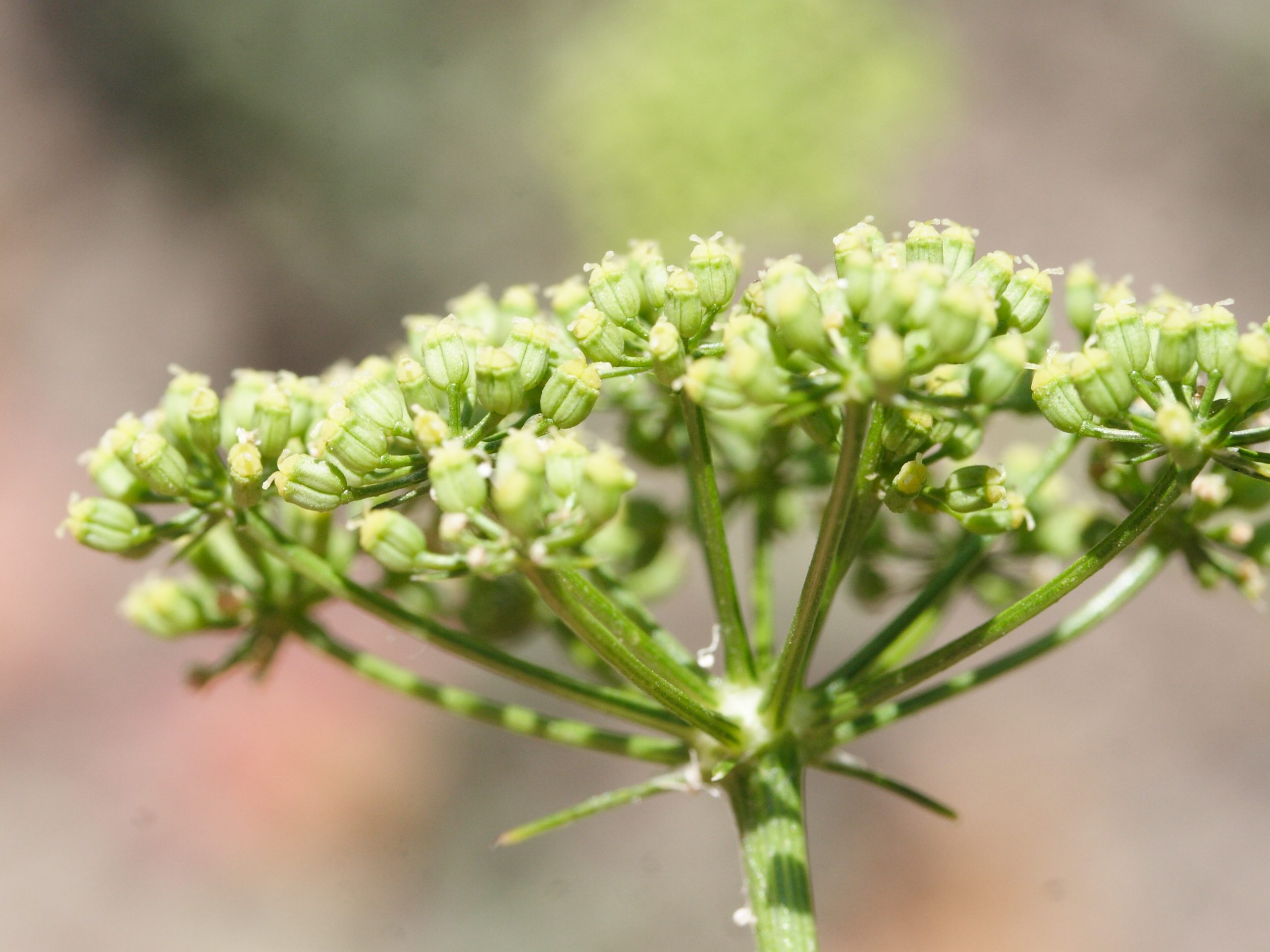 petroselinum_crispum7md