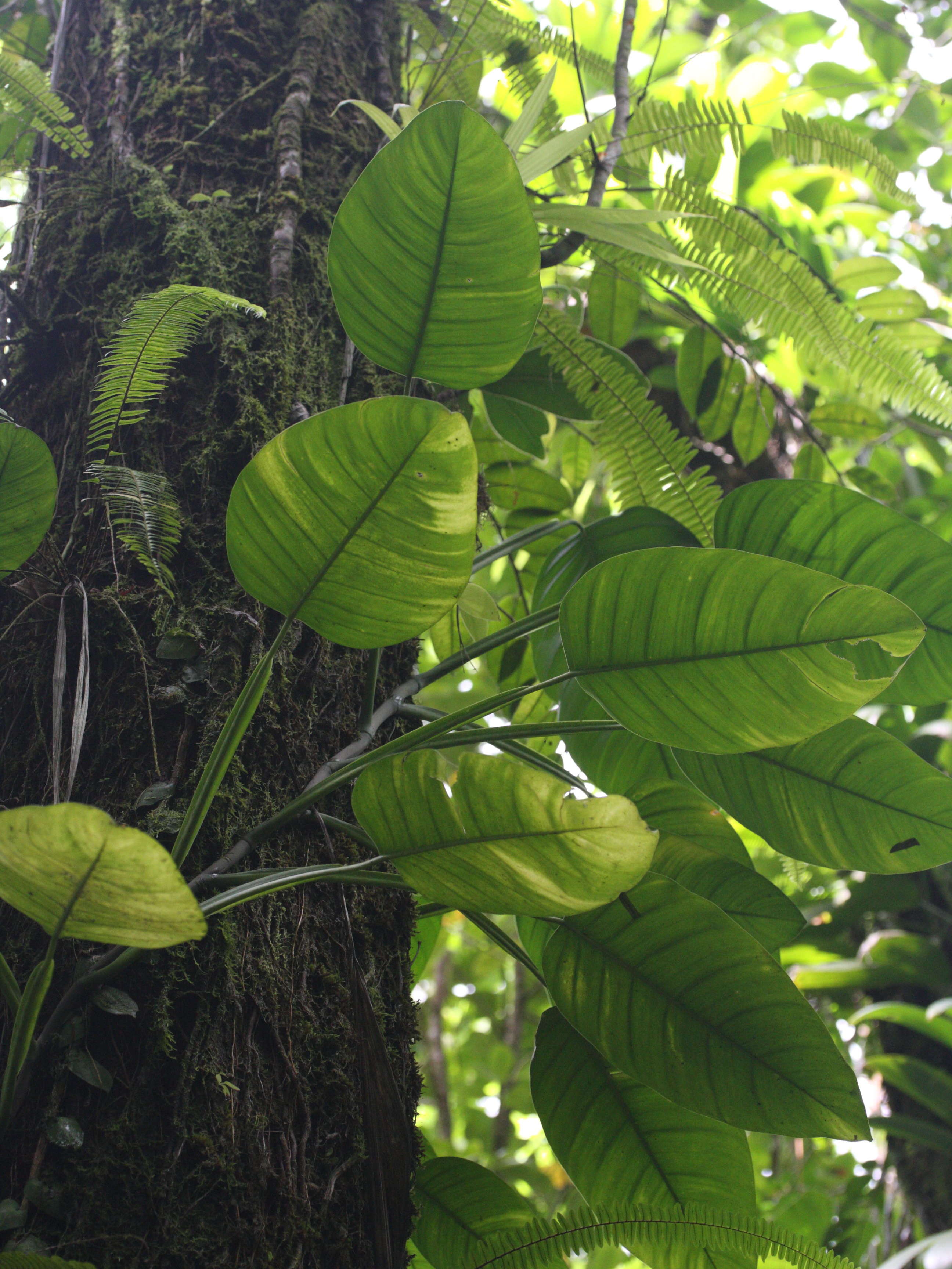 philodendron_lingulatum2md