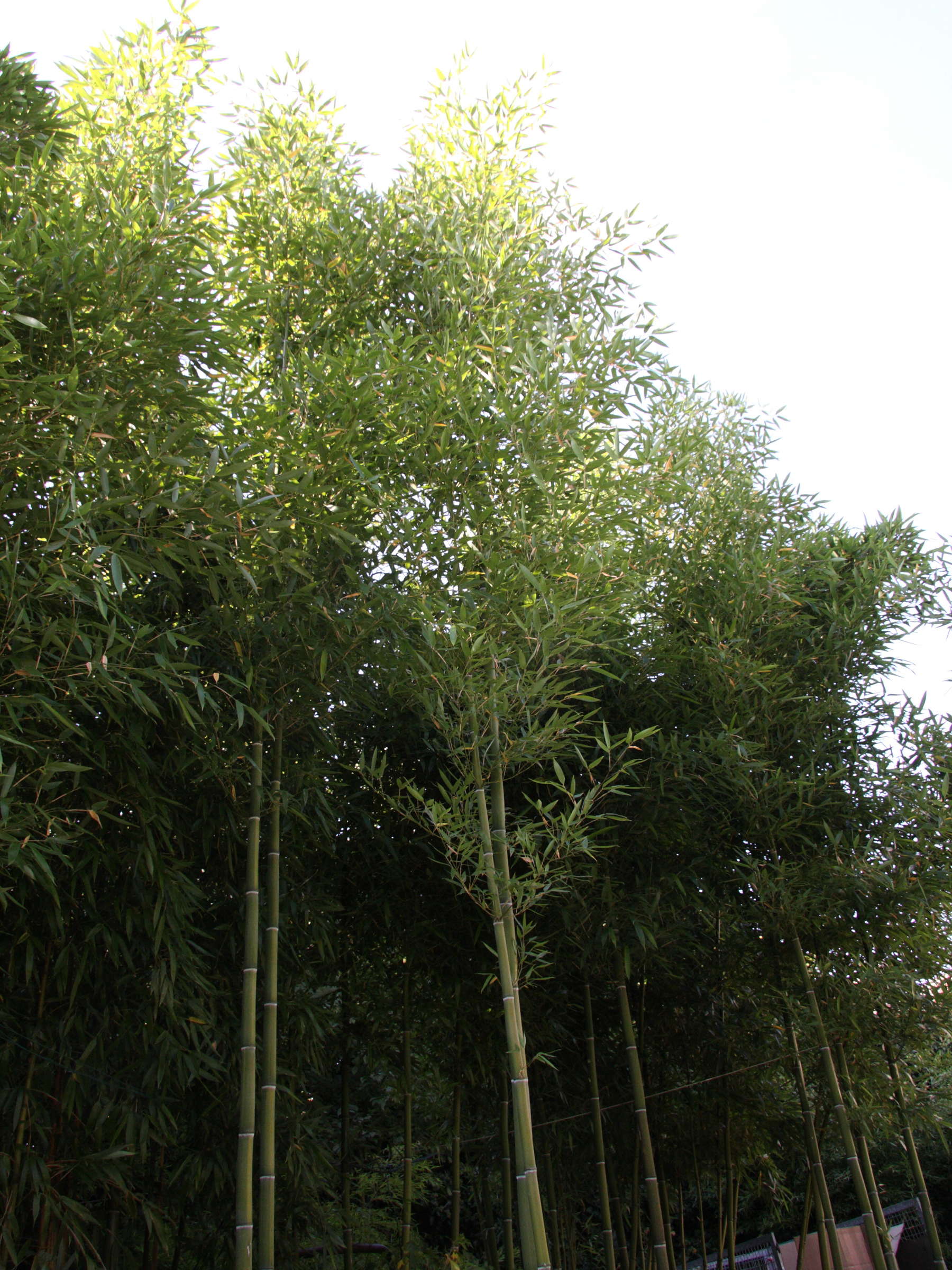 phyllostachys_violascens1md