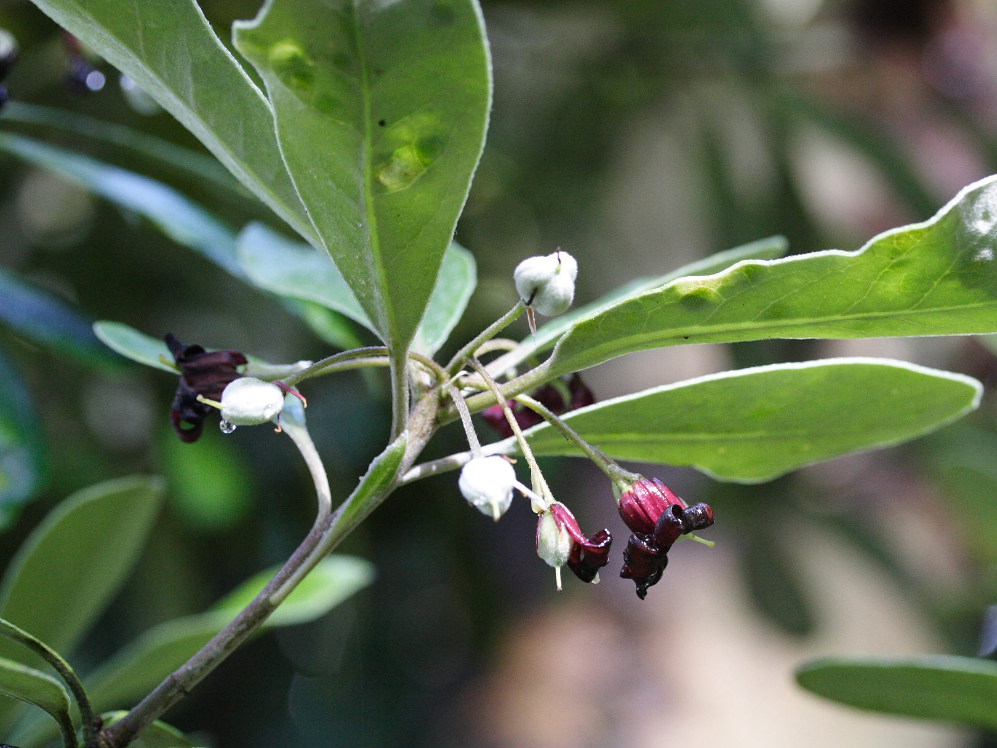 Afficher le média Pittosporum_crassifolium Pittosporum_crassifolium