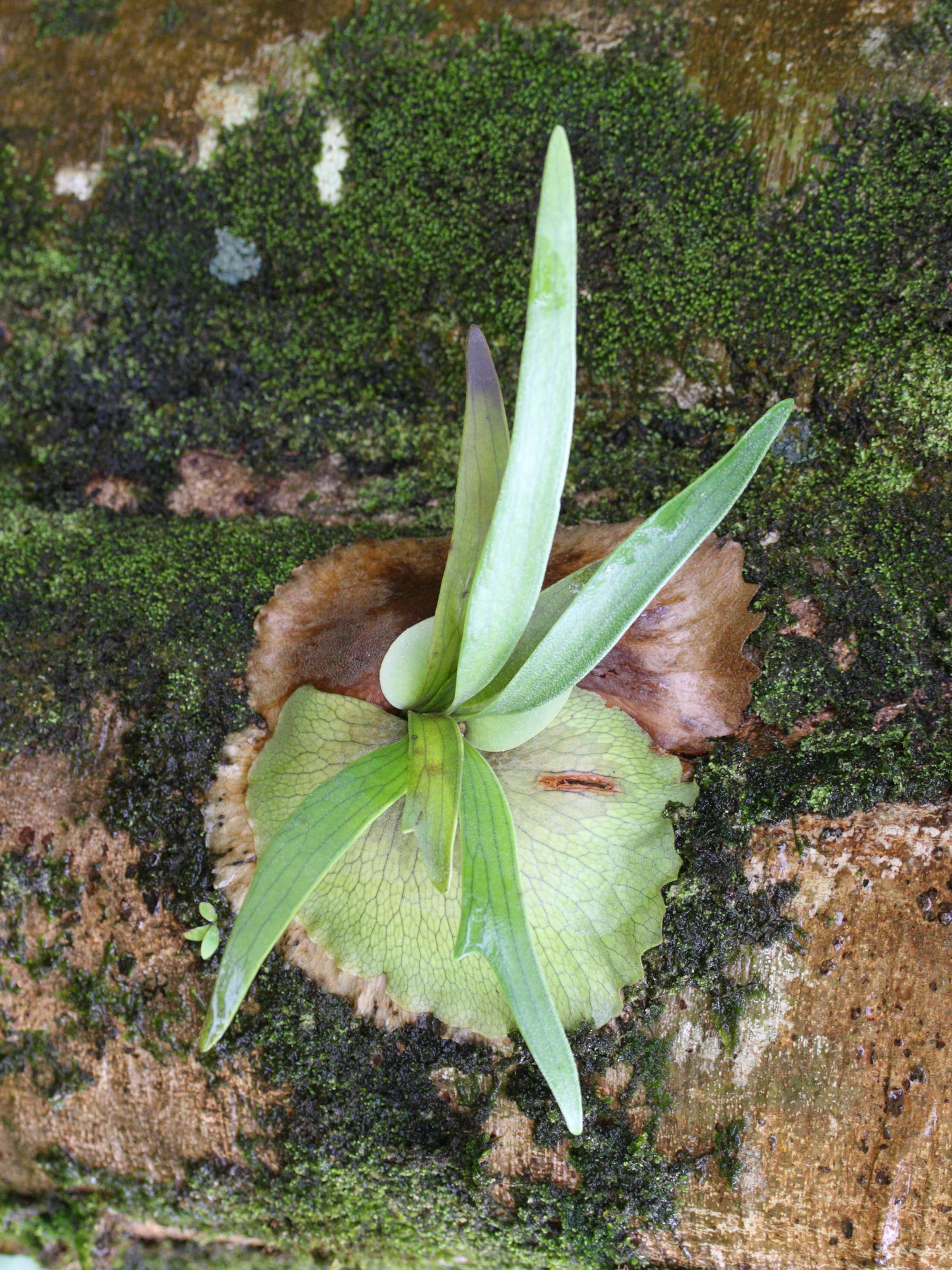 platycerium_alcicorne3md