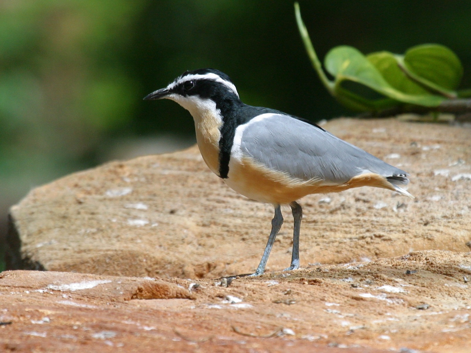 pluvian_fluviatile_-_pluvianus_aegyptius2bd