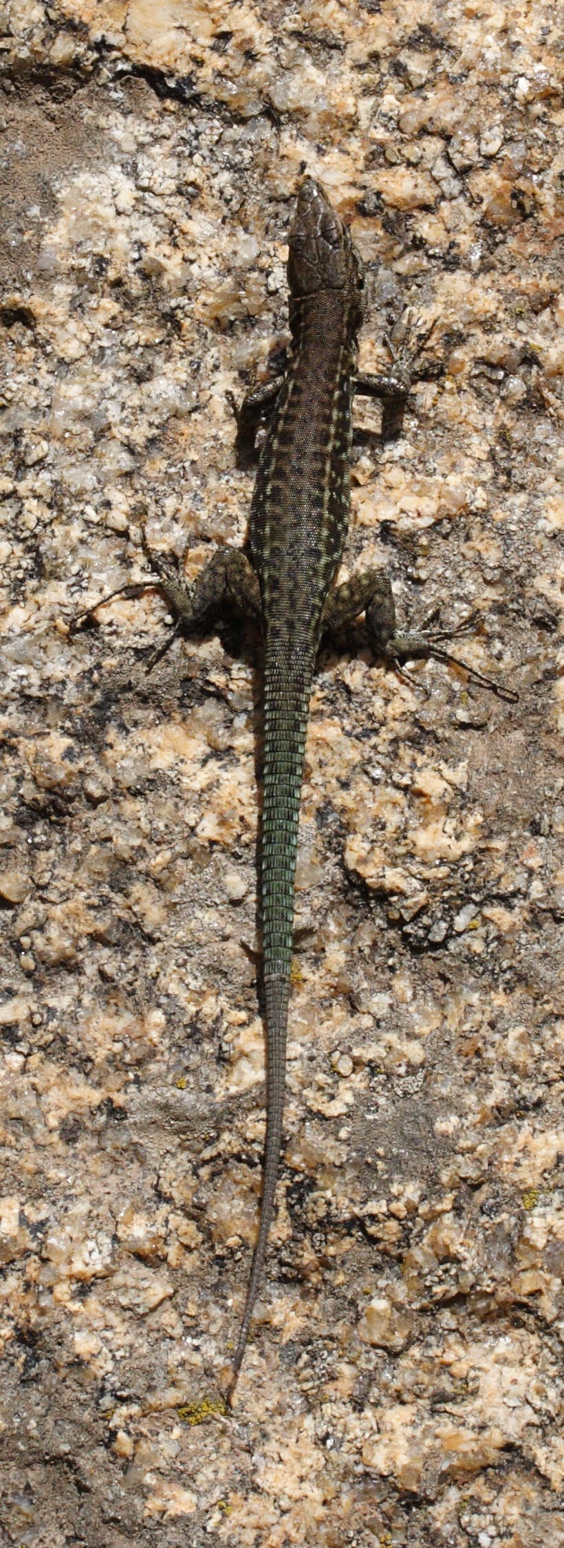 podarcis_tiliguerta4md