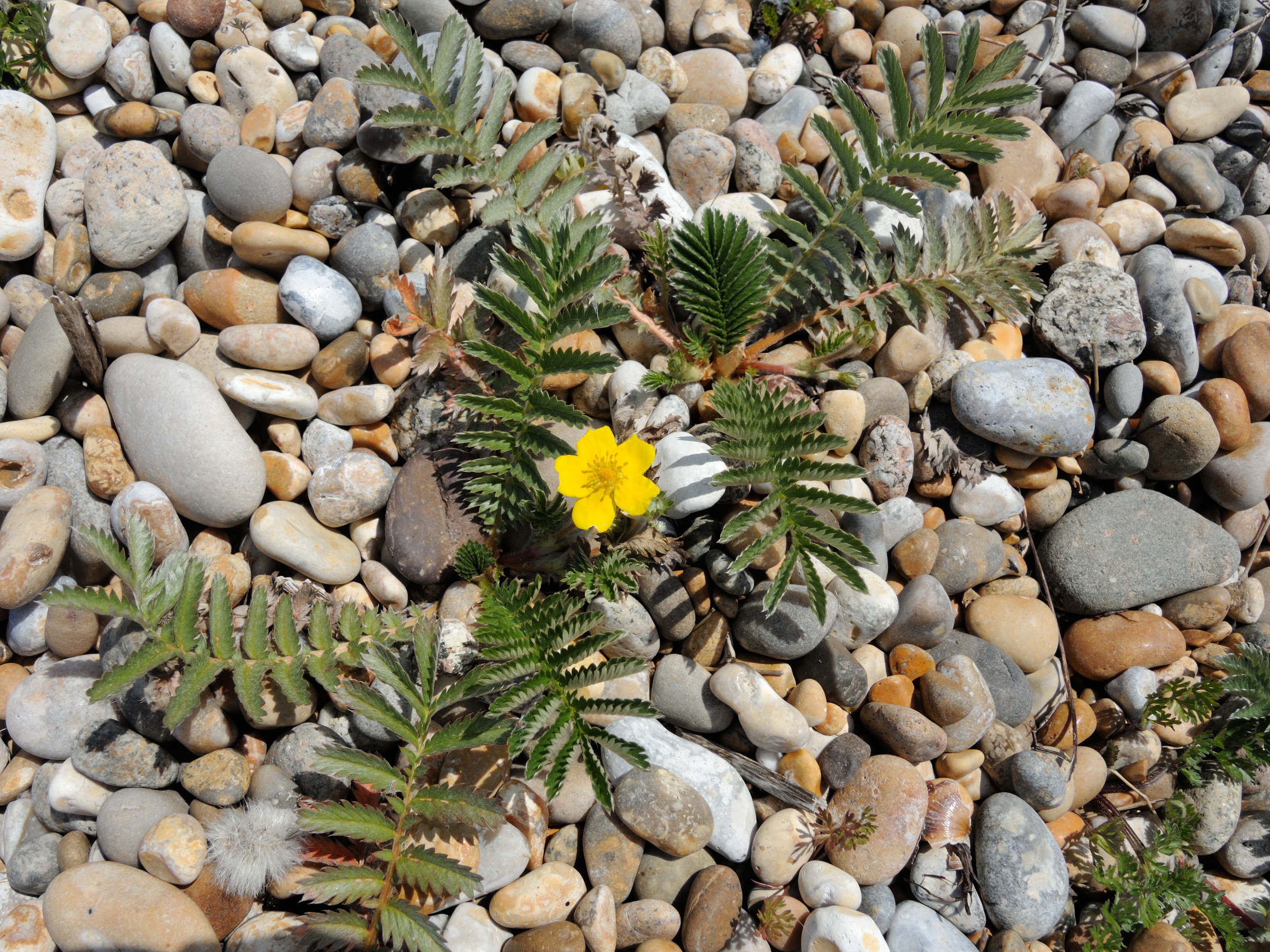 potentilla_anserina2md