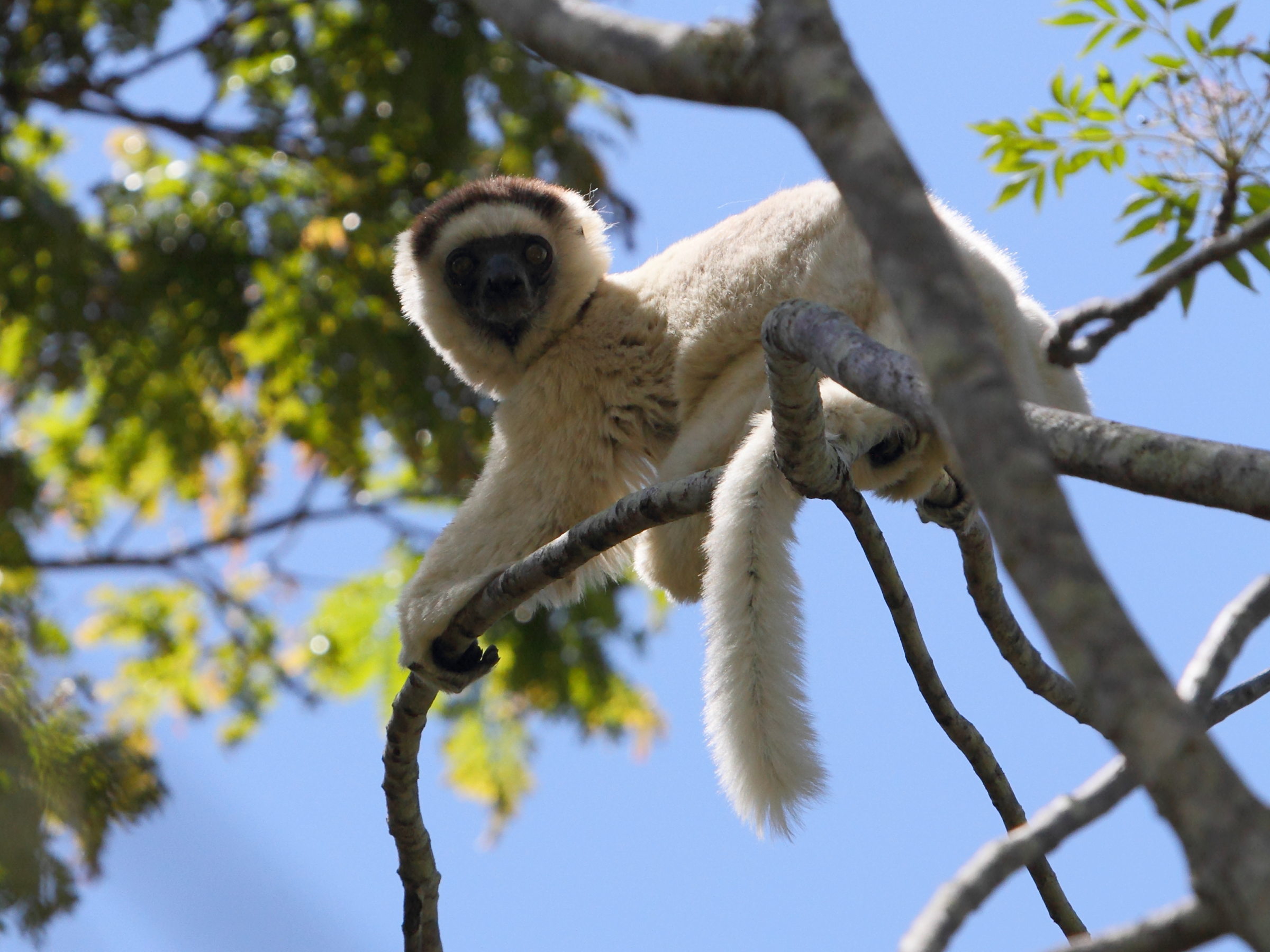 propithecus_verreauxi1bd