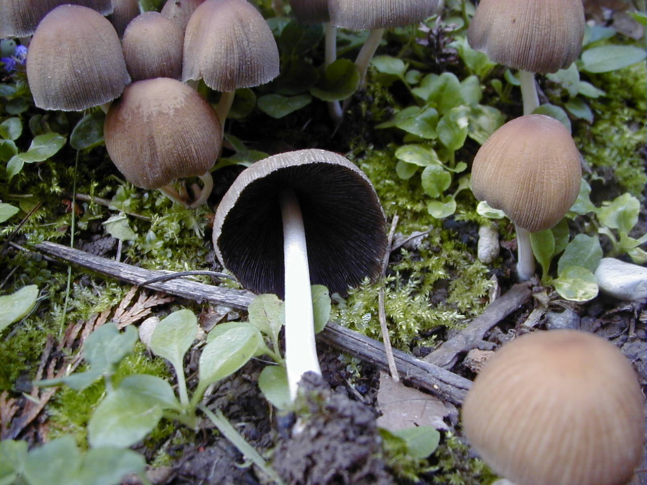 psathyrella_pygmaea3md