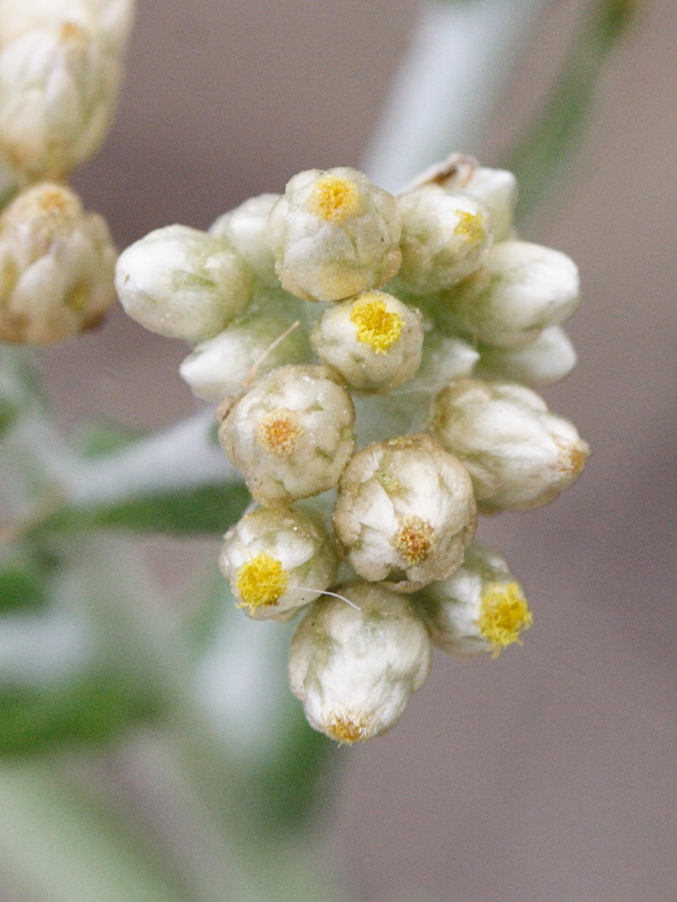 pseudognaphalium_undulatum3md