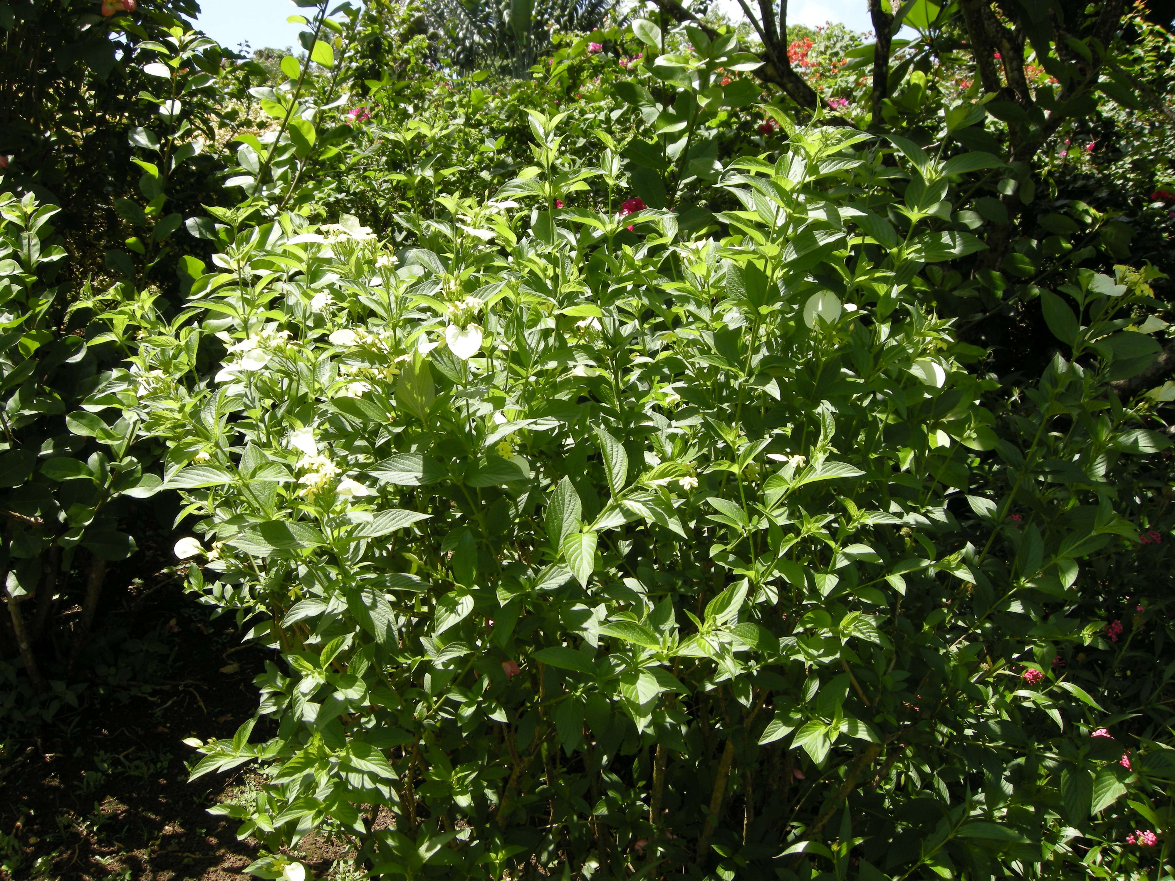 pseudomussaenda_flava1md