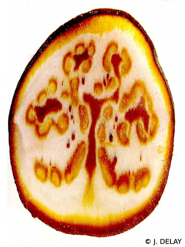 pteridium_aquilinum8jd