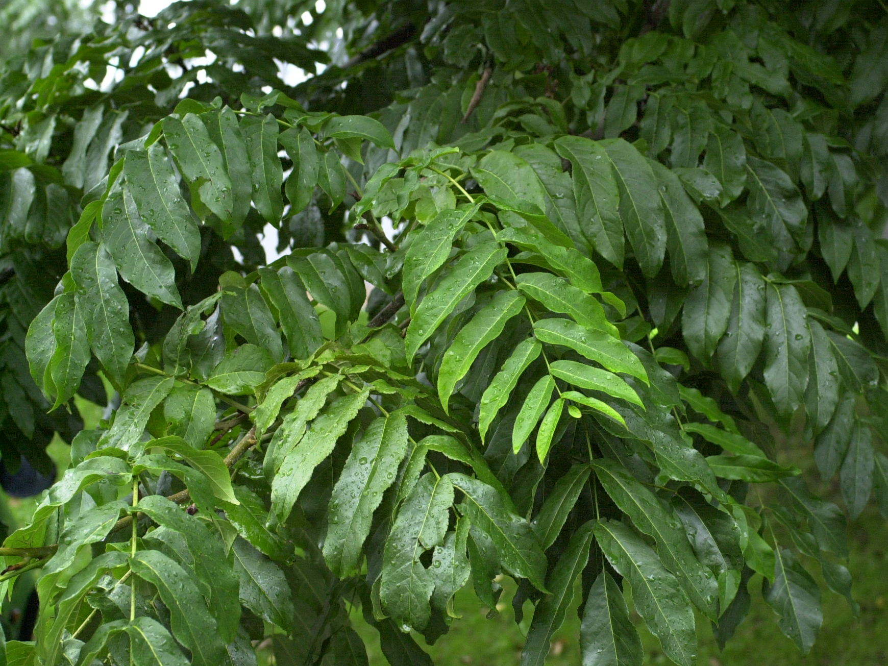 pterocarya_fraxinifolia2md