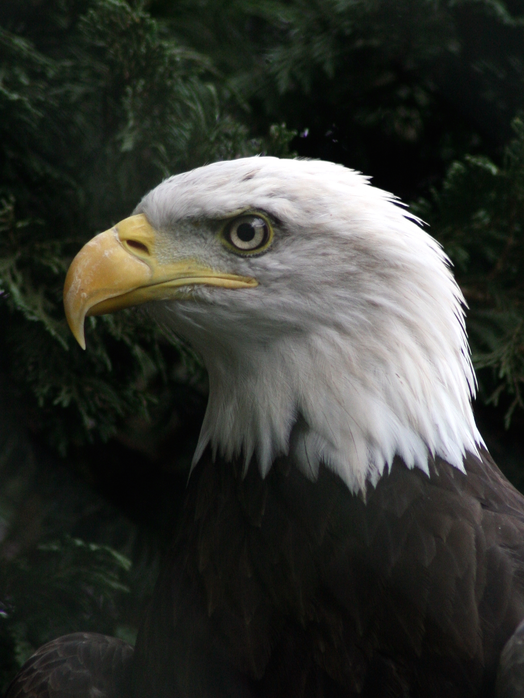 Afficher le média pygargue_a_tete_blanche_-_haliaeetus_leucocephalus2md pygargue_a_tete_blanche_-_haliaeetus_leucocephalus2md