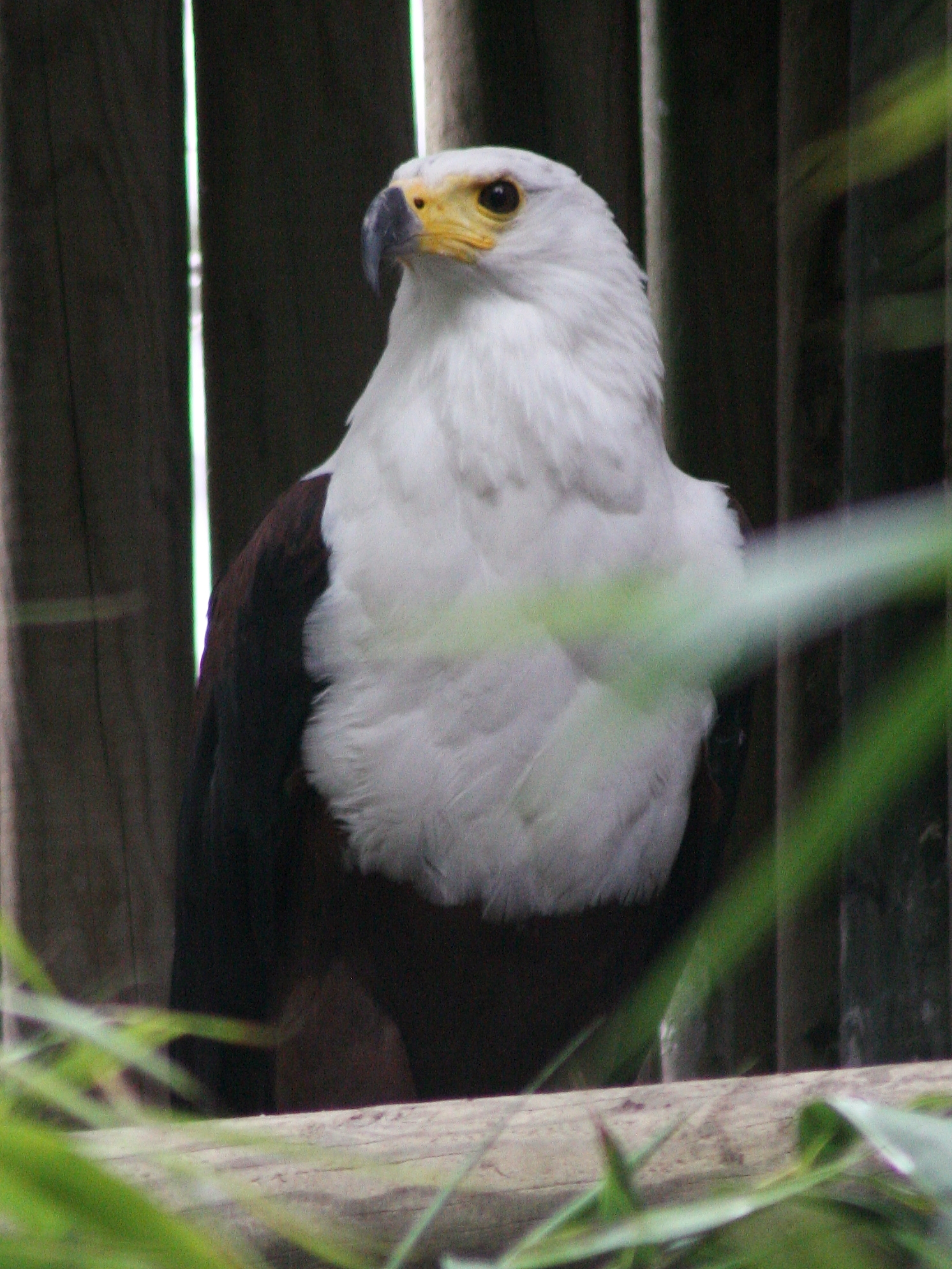 pygargue_d-afrique_-_haliaeetus_vocifer1md