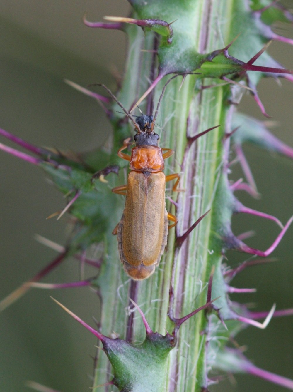 rhagonycha_nigriceps1bd
