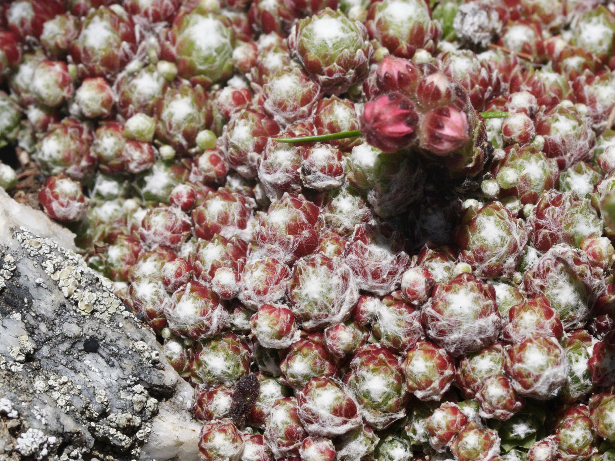 sempervivum_arachnoideum5md