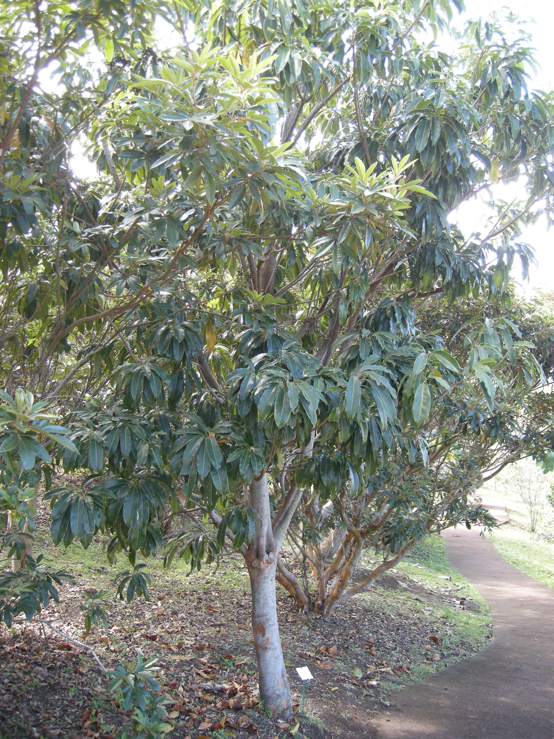 sideroxylon_majus1md