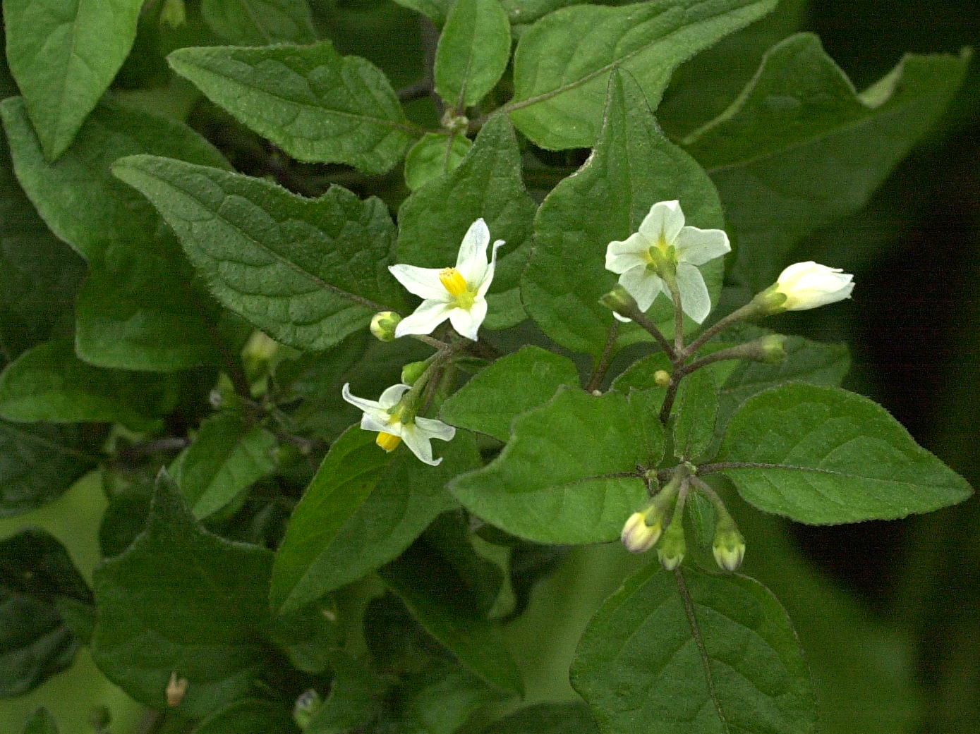 Afficher le média solanum_nigrum2md solanum_nigrum2md