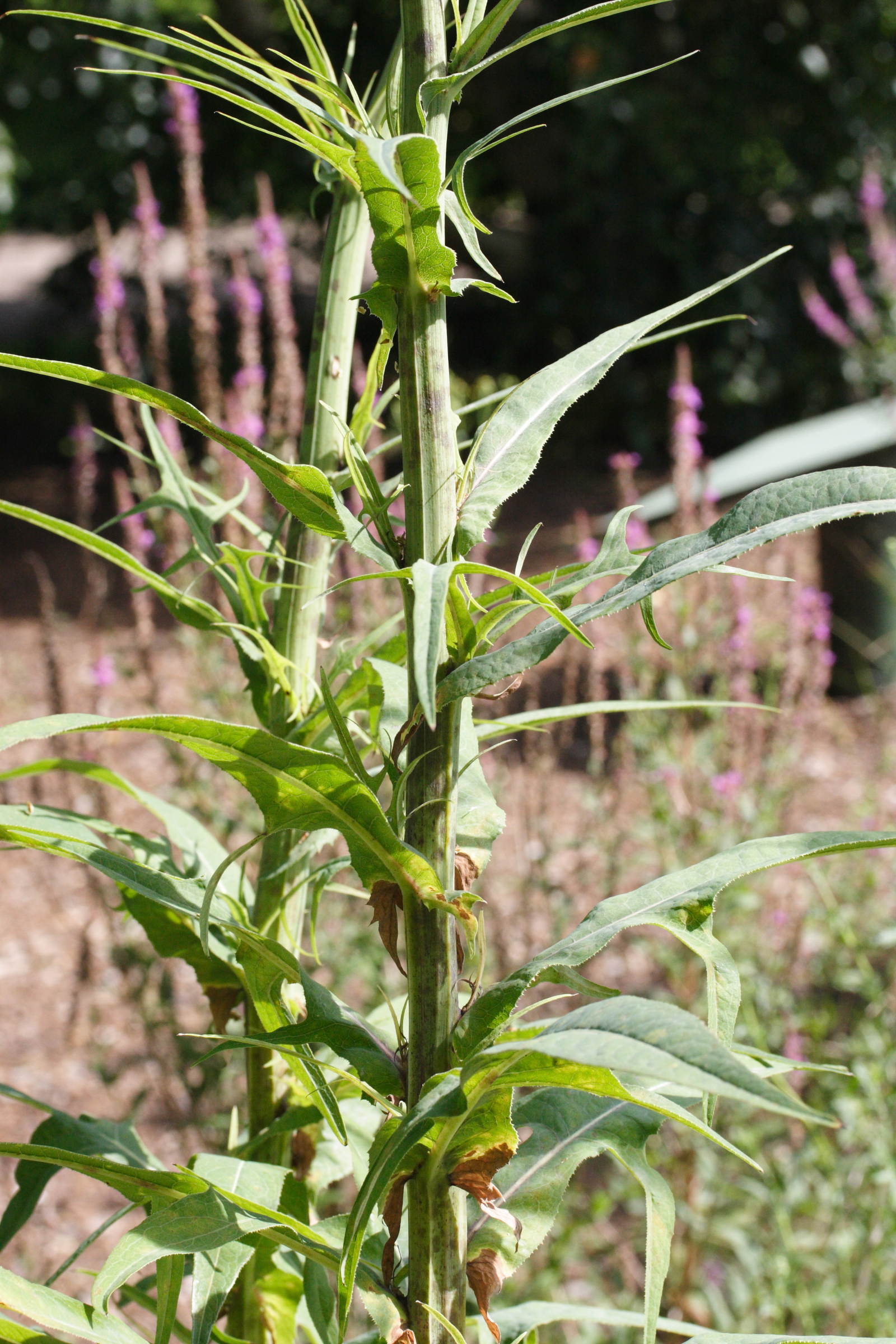 sonchus_palustris5md