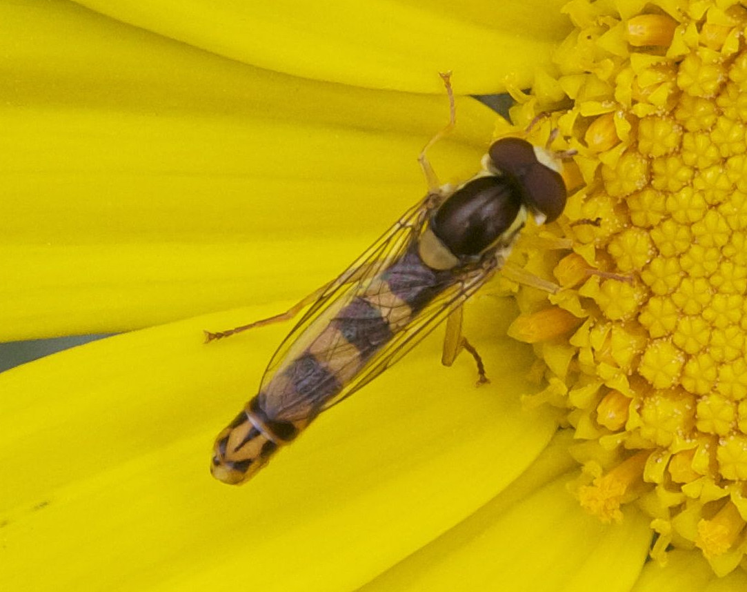 sphaerophoria_scripta3md