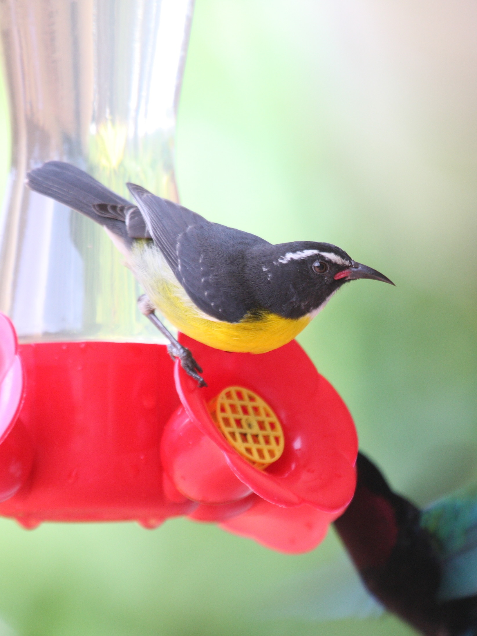 sucrier_a_ventre_jaune_-_coereba_flaveola1bd