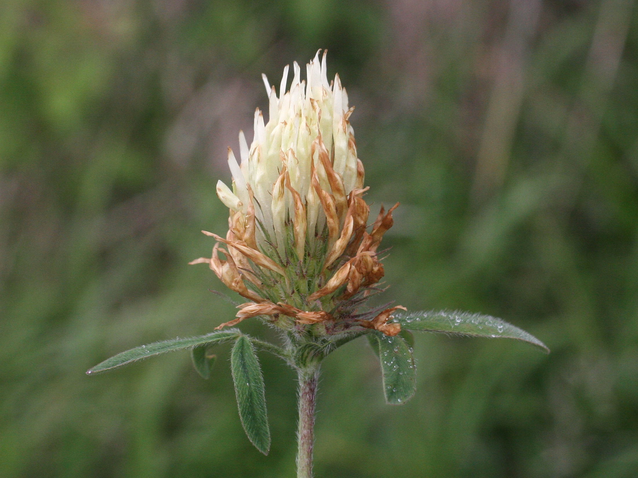 Trifolium_ochroleucon