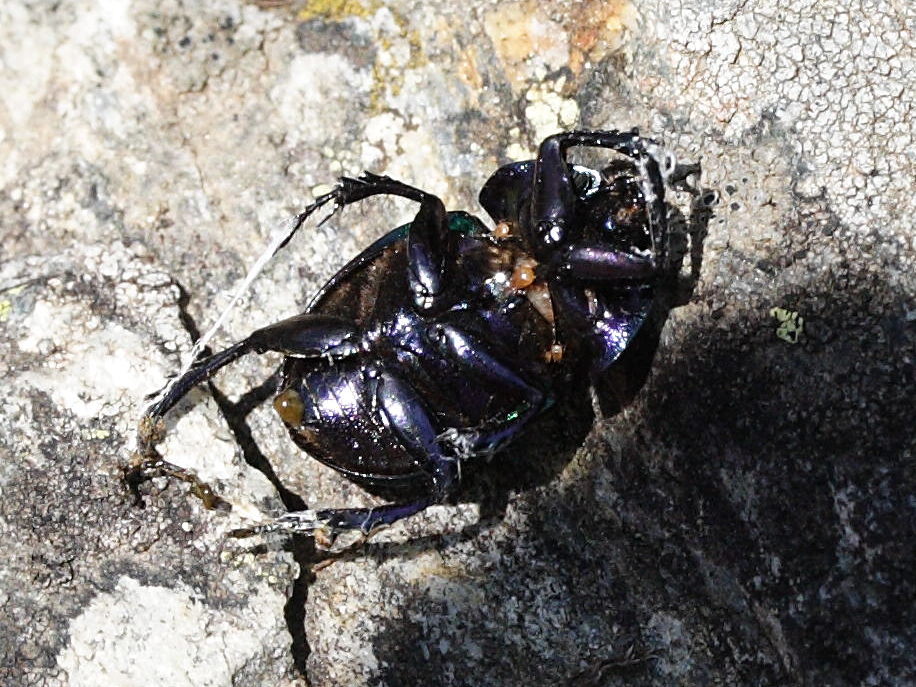 trypocopris_pyrenaeus2md