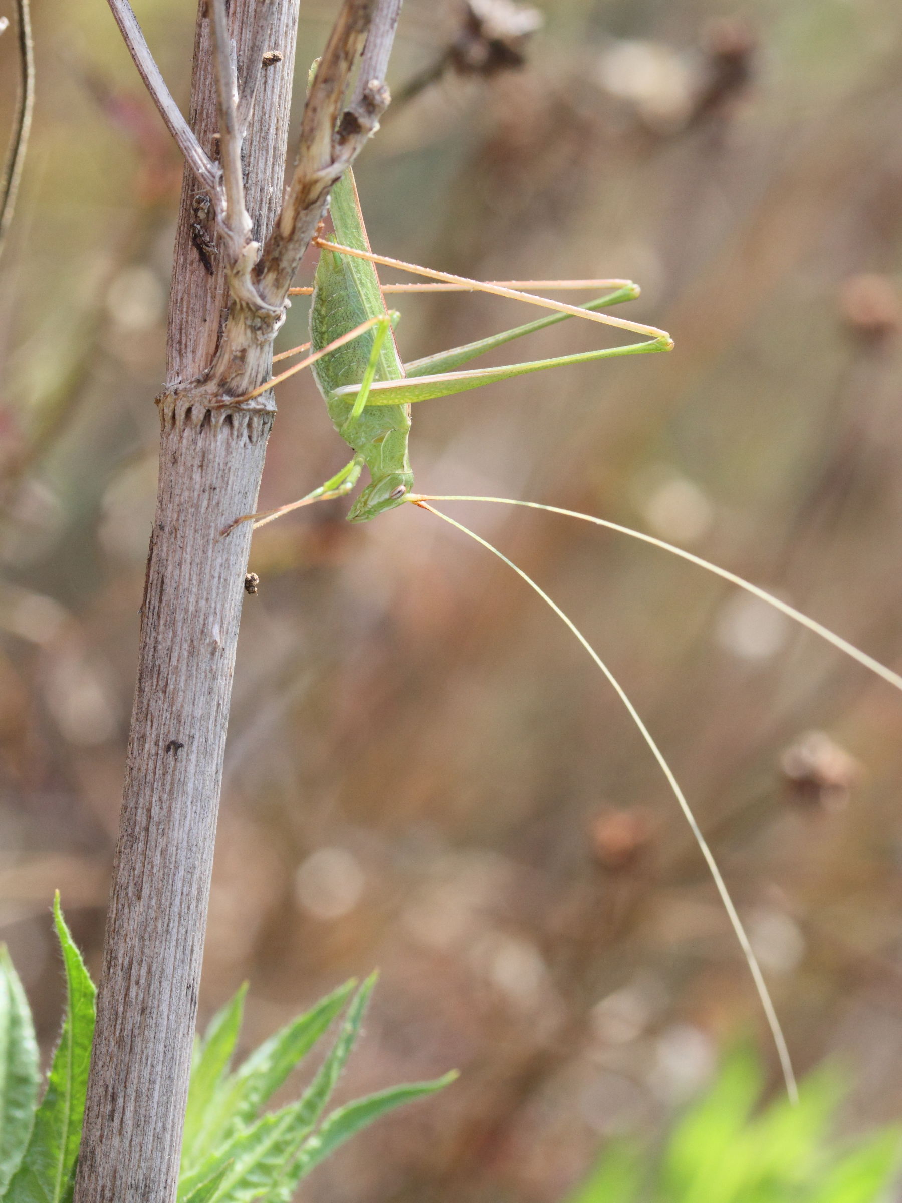 tylopsis_liliifolia3md