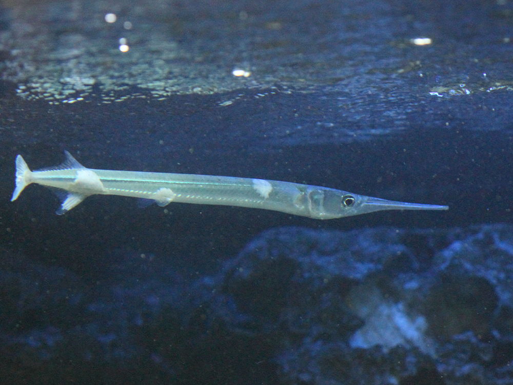 tylosurus_crocodilus_crocodilus2bd