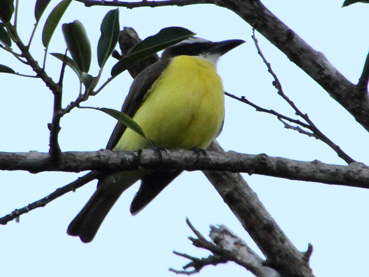 tyran_pitangua_-_megarhynchus_pitangua3md