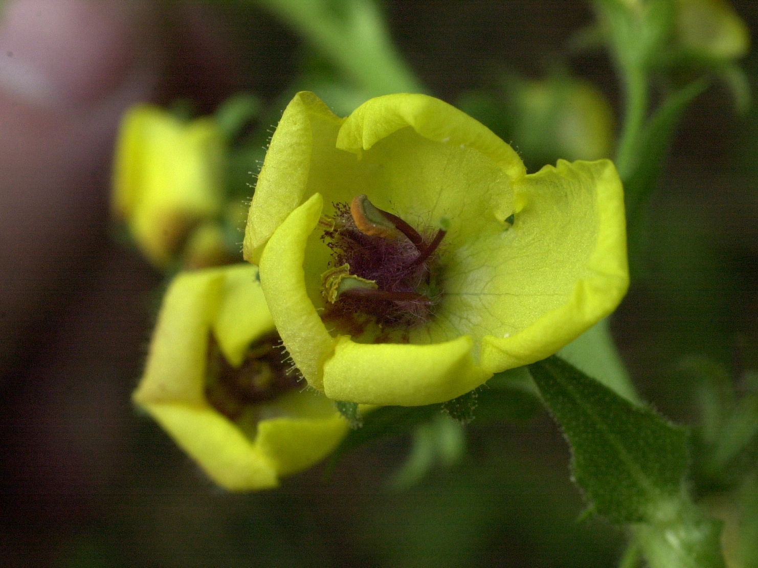 Afficher le média verbascum_blattaria3md verbascum_blattaria3md