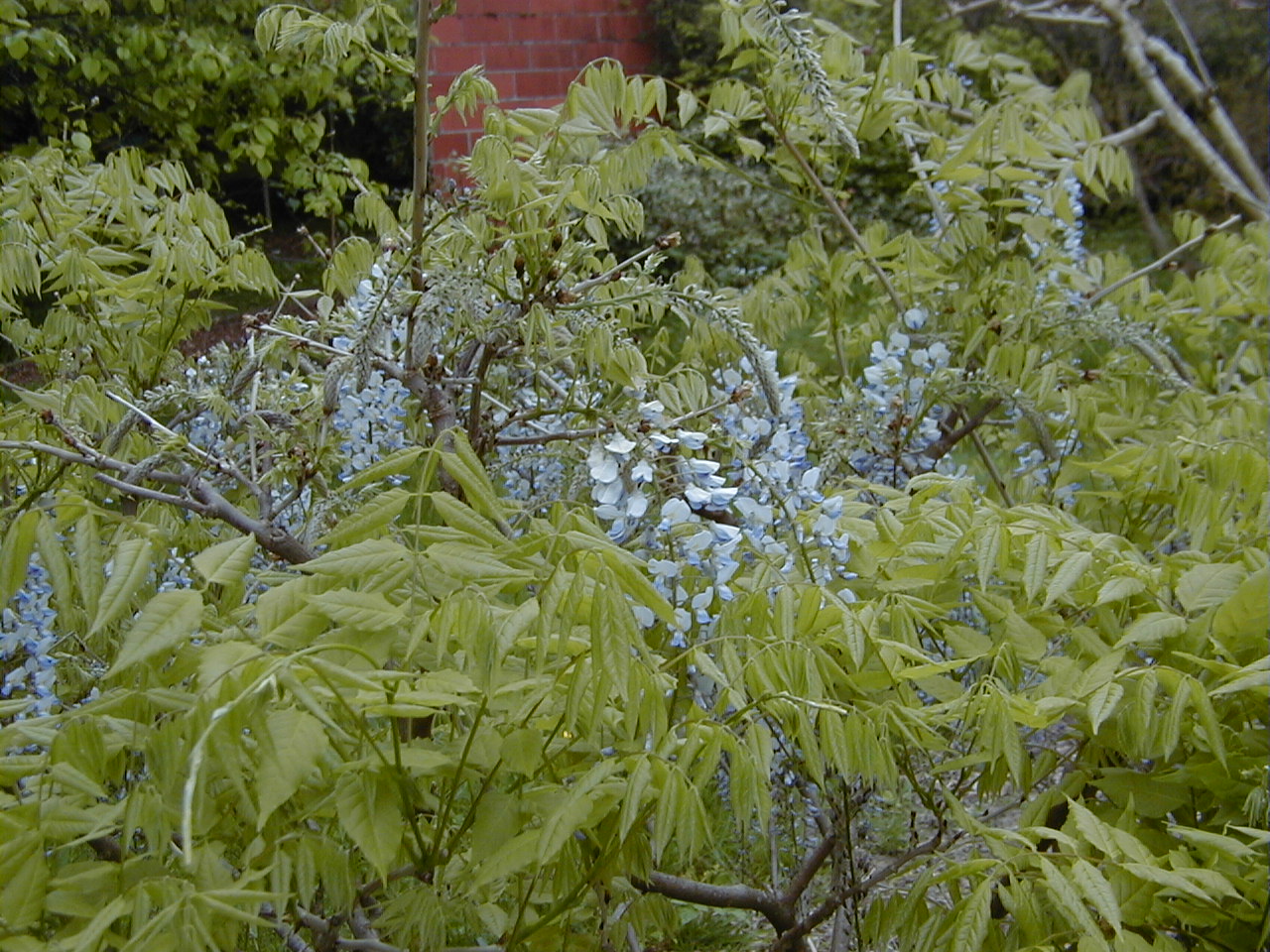 wisteria_floribunda1md
