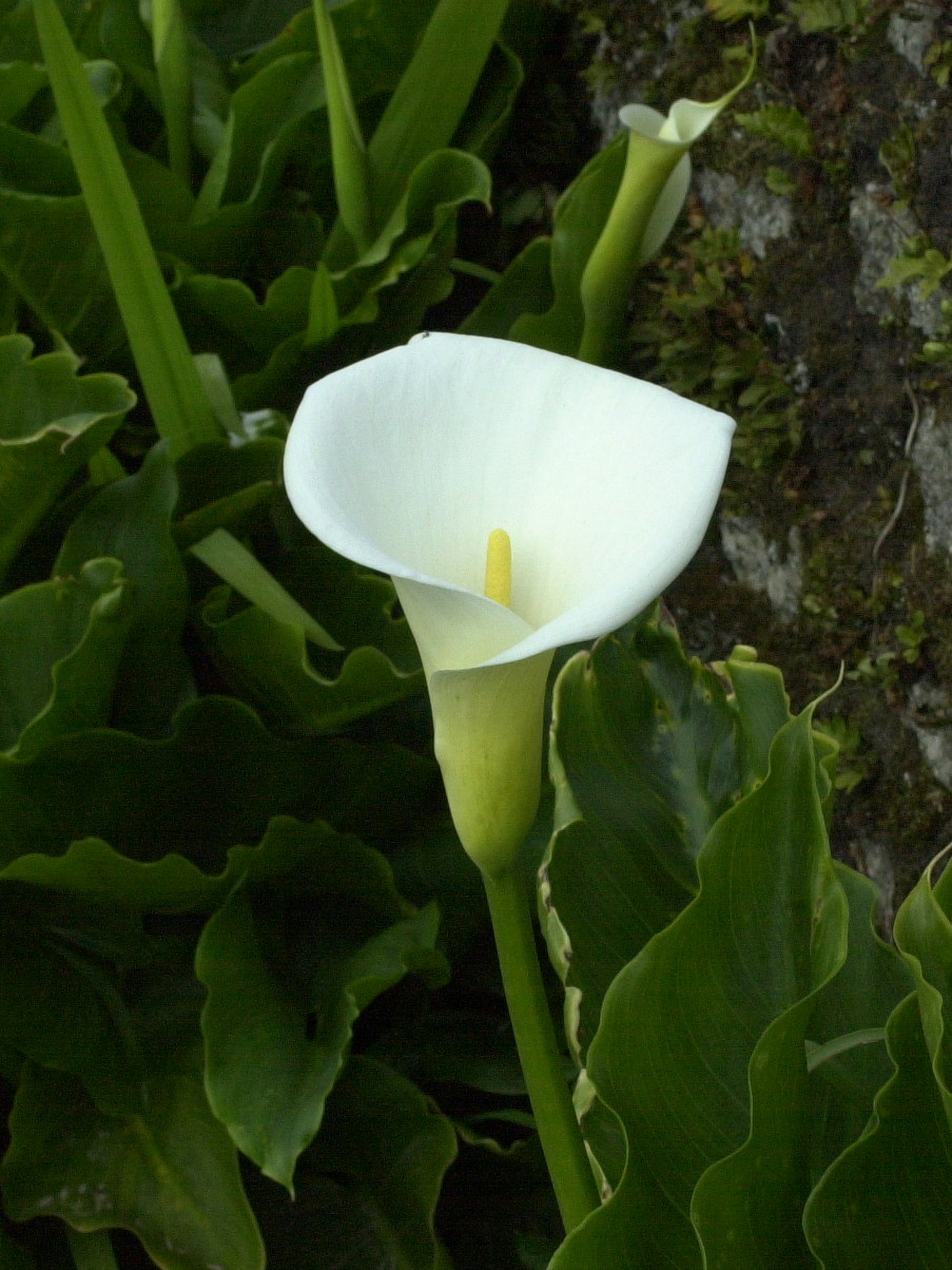 zantedeschia_aethiopica2md