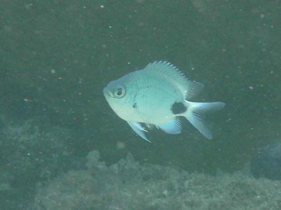 Afficher le média abudefduf_sparoides2bd abudefduf_sparoides2bd